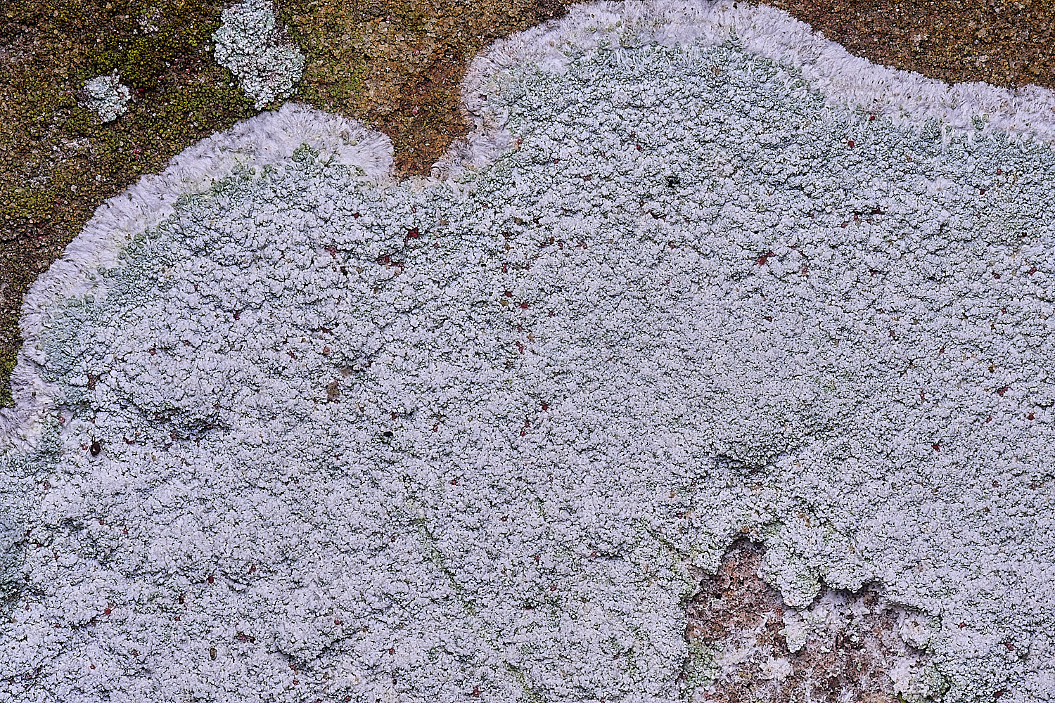 HoughtonHaematommaochroleucum080226-1