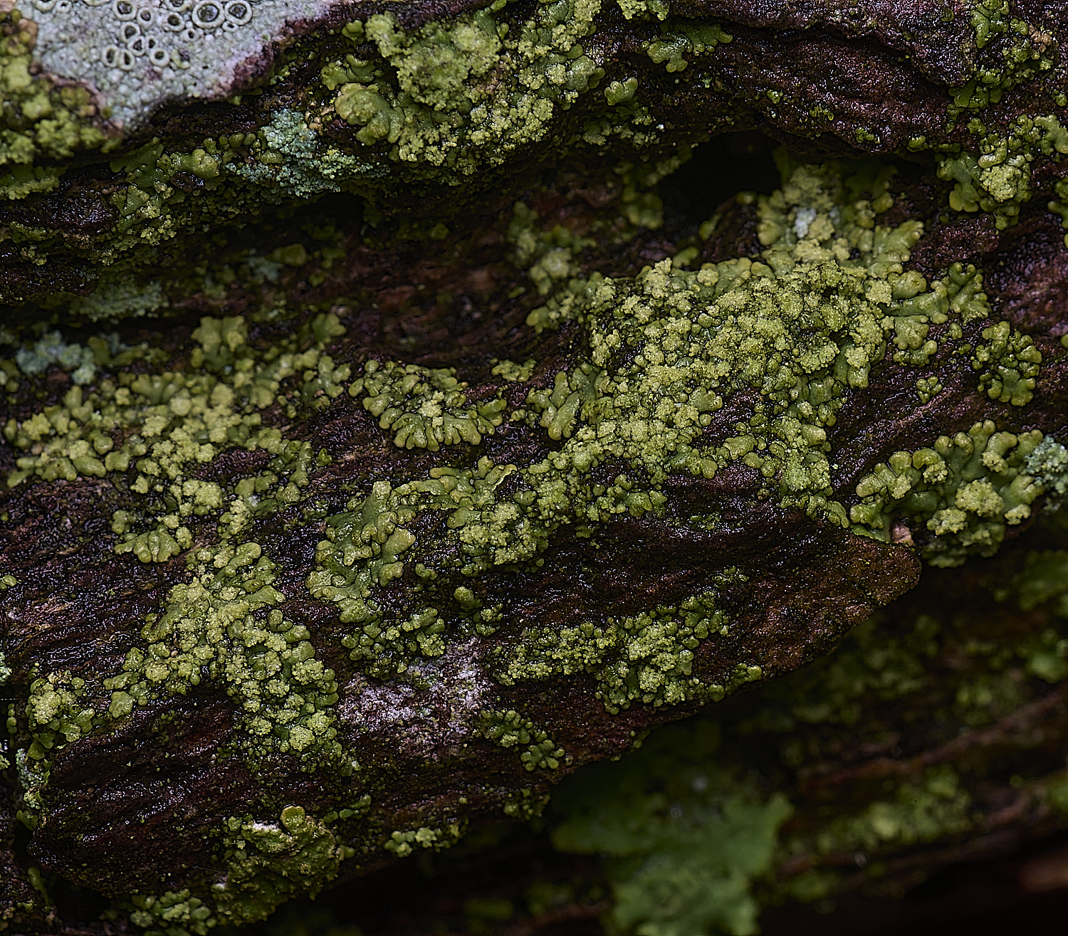 HoughtonHyperphysciaadglutinata080226-2