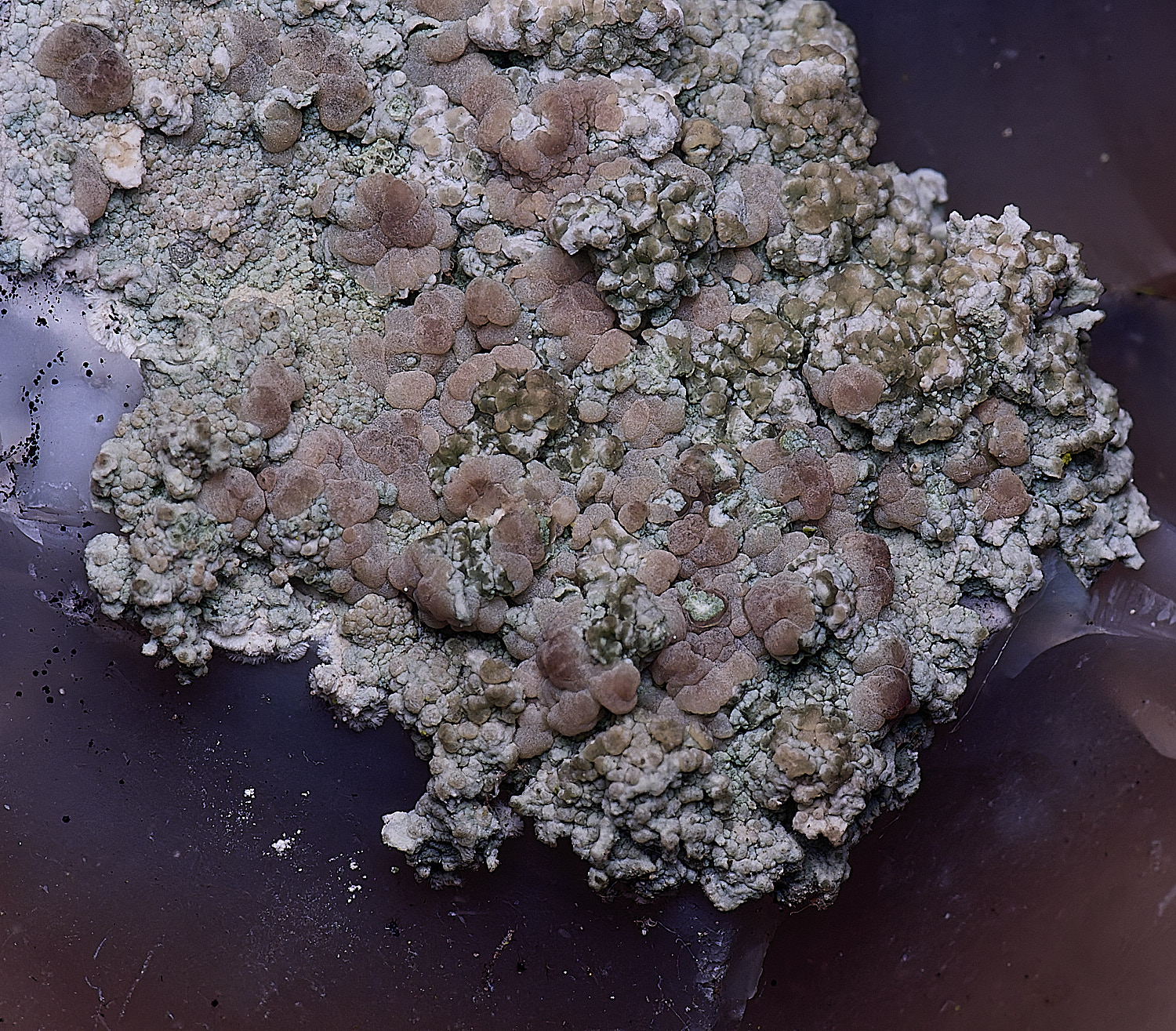 HoughtonLecanoraantiqua080226-2