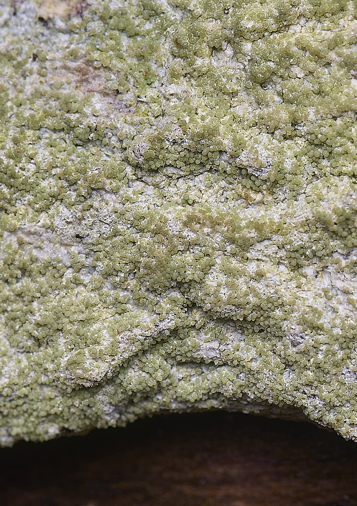 HoughtonLecanoraexpallens080226-1