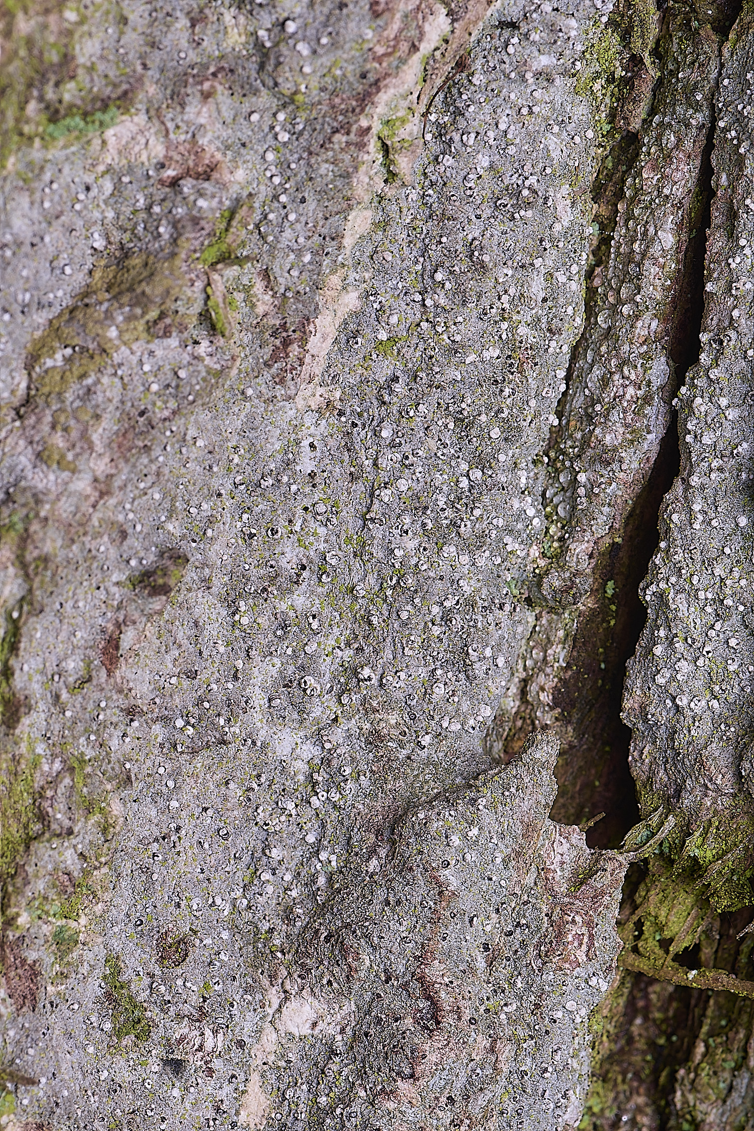 HoughtonLeconactisabietina080226-1