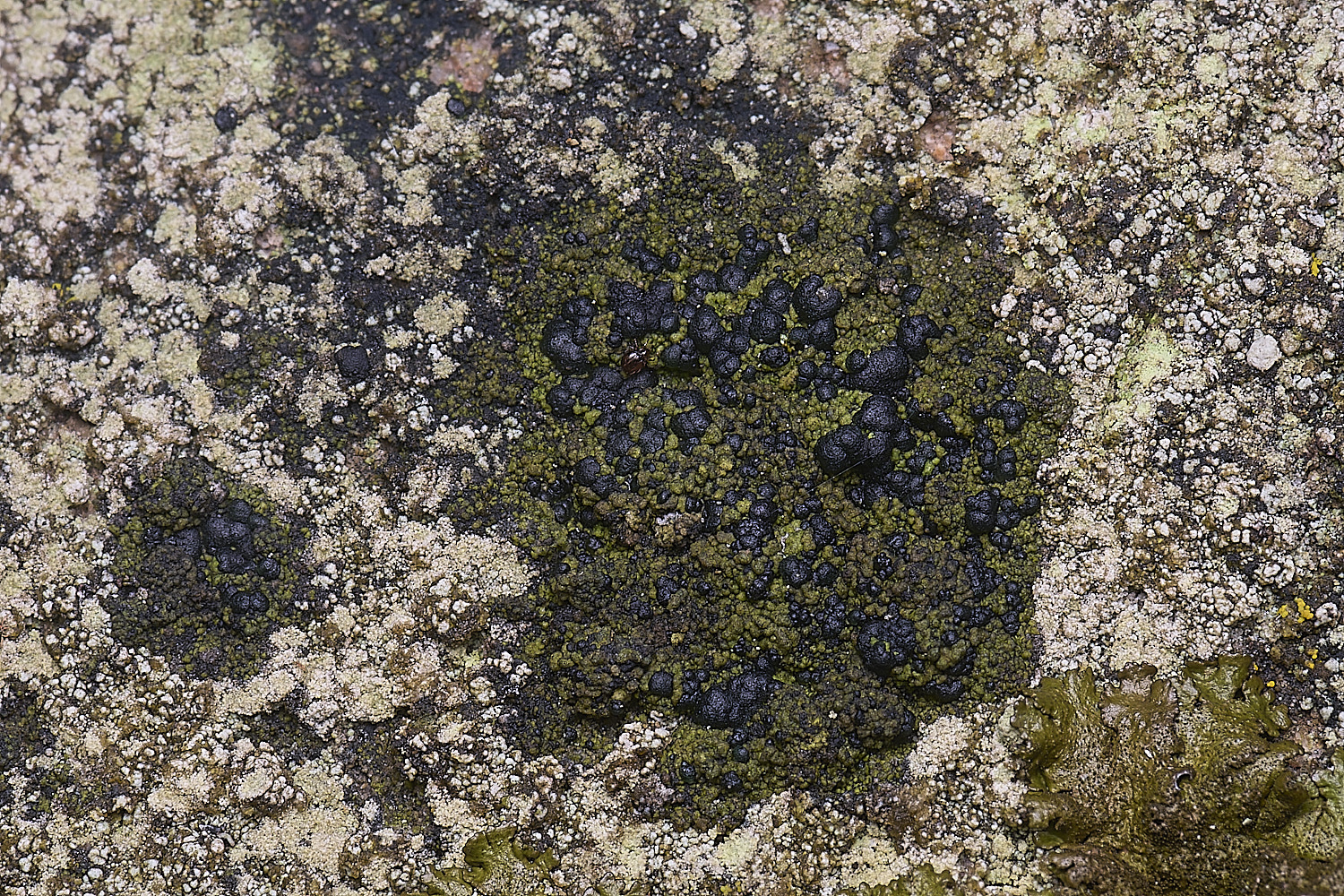 HoughtonLichen6080226-1 1