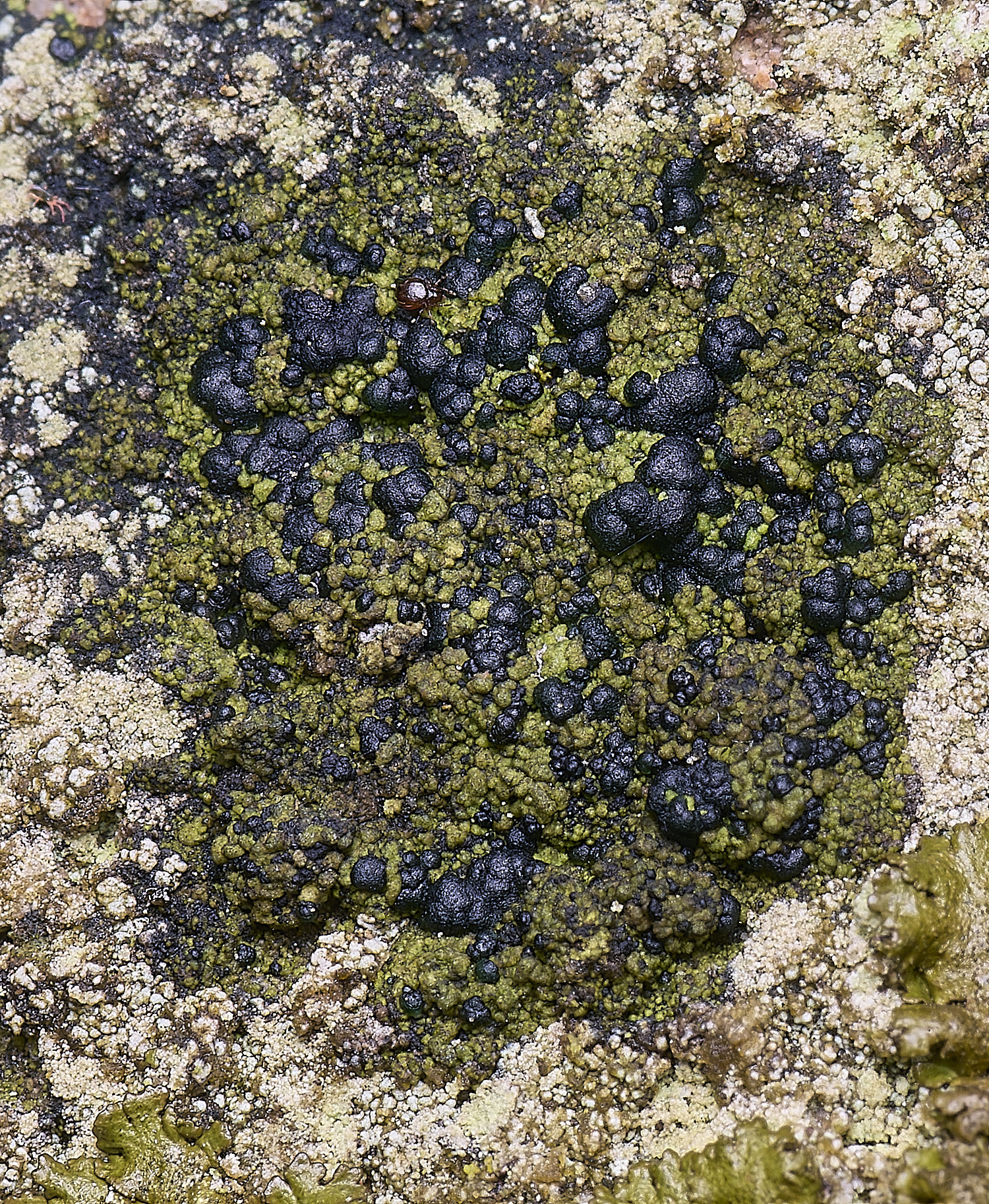 HoughtonLichen6080226-2 1