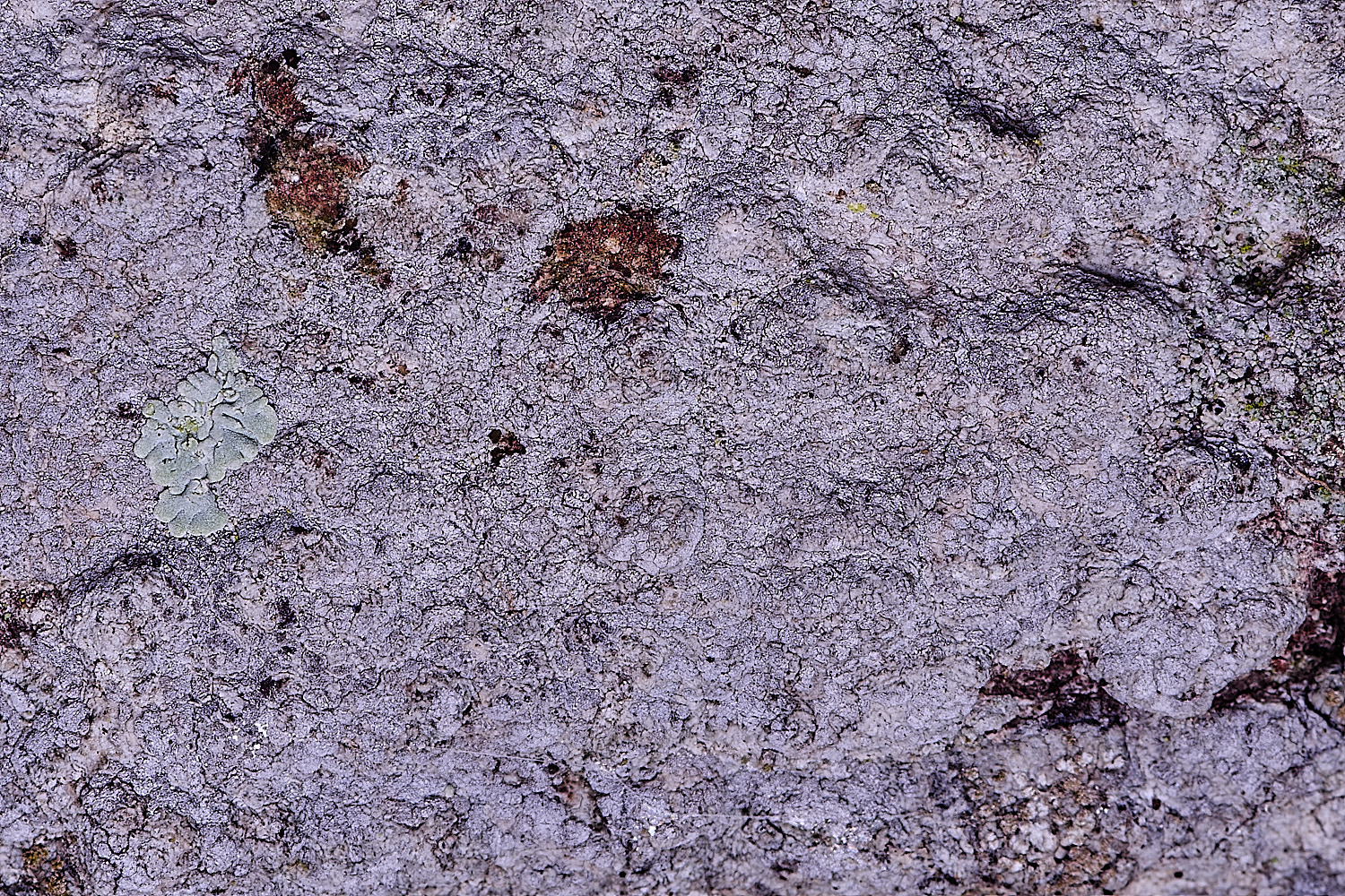 HoughtonPachnolepiapruinata080226-2