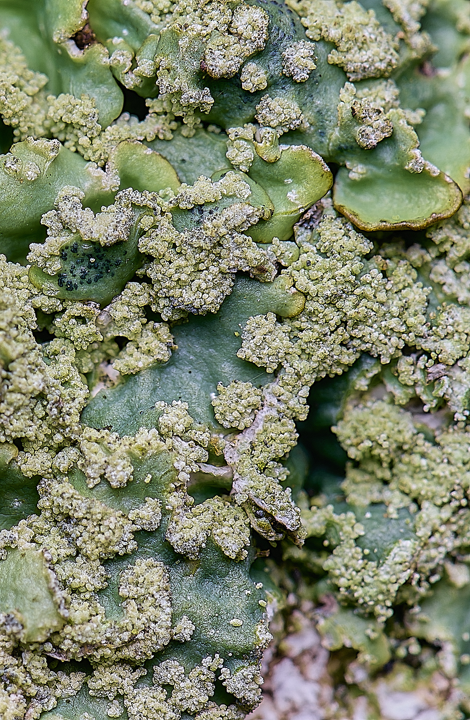 HoughtonPuncteliasubrudecta080226-1