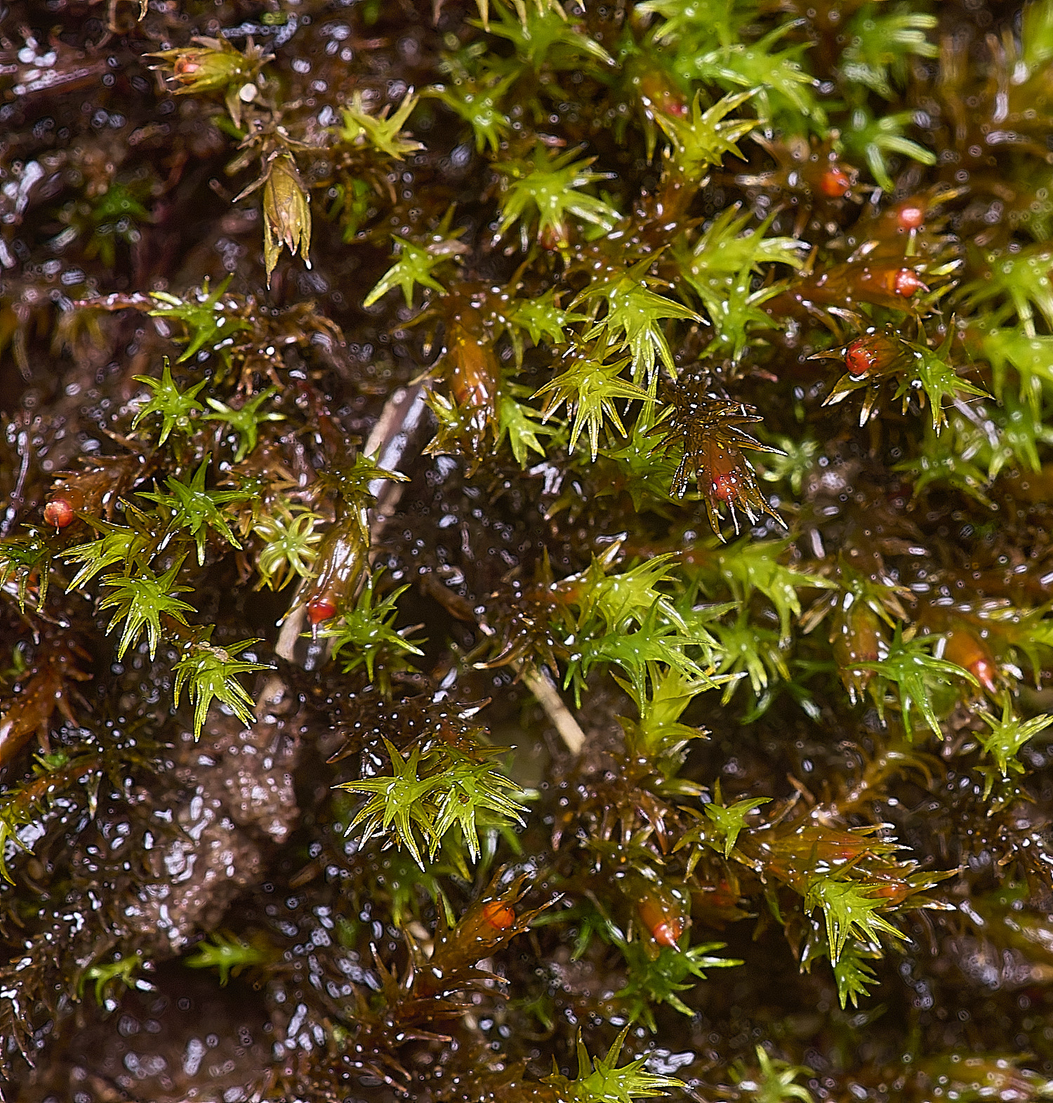 HoughtonSchistidiumcrassipilum080226-1