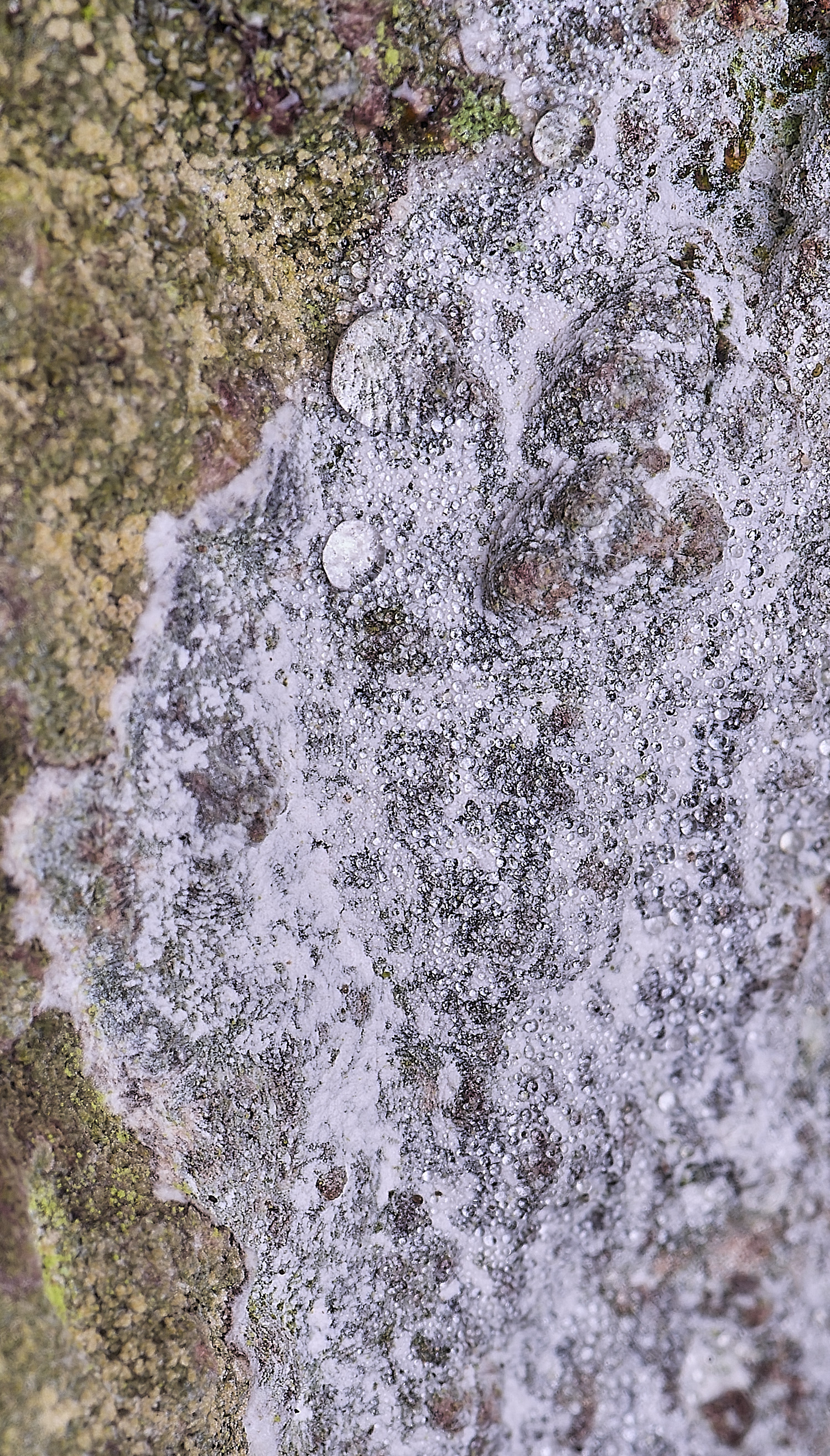 HoughtonSporodophoroncretaceum080226-2