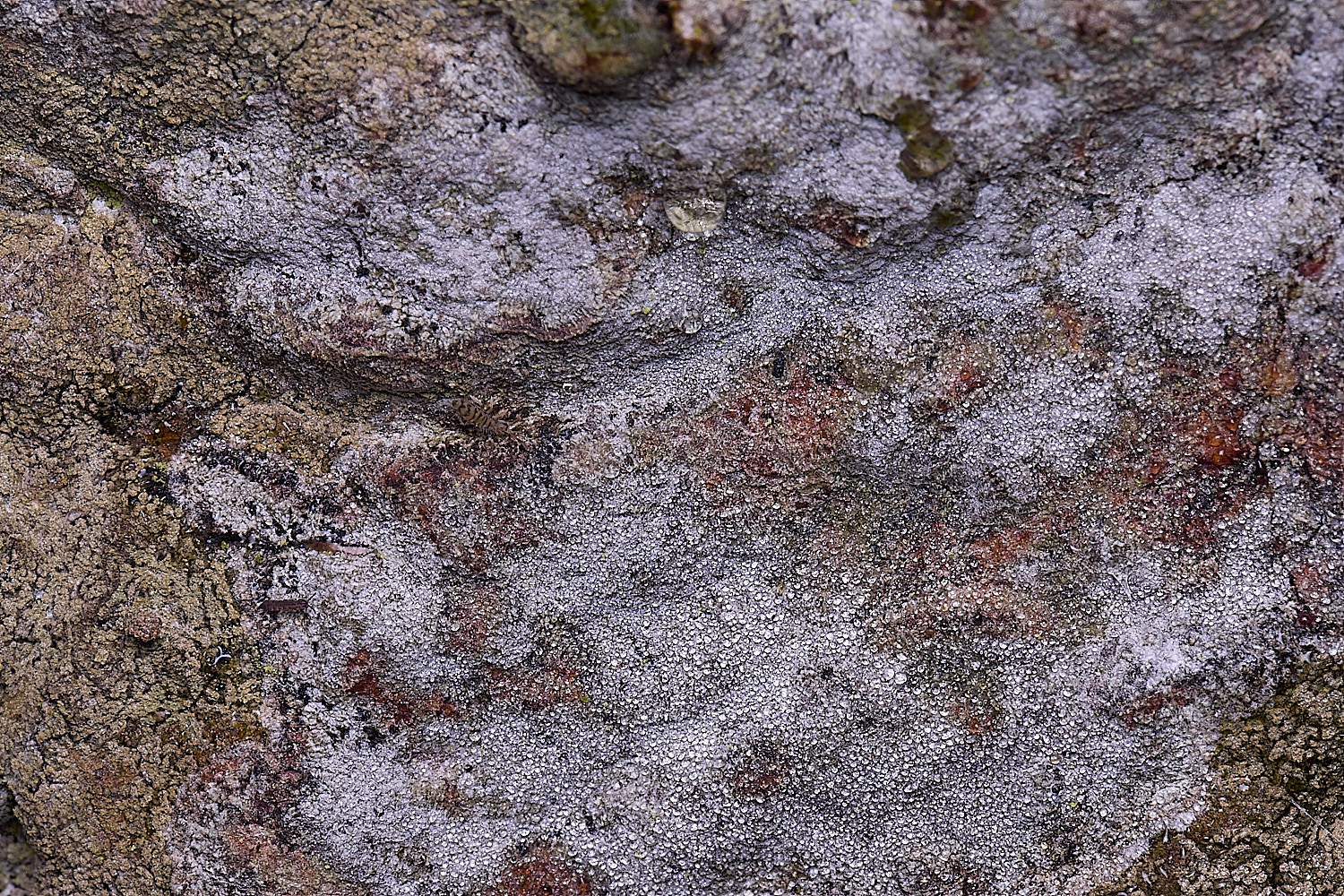 HoughtonSporodophoroncretaceum080226-3