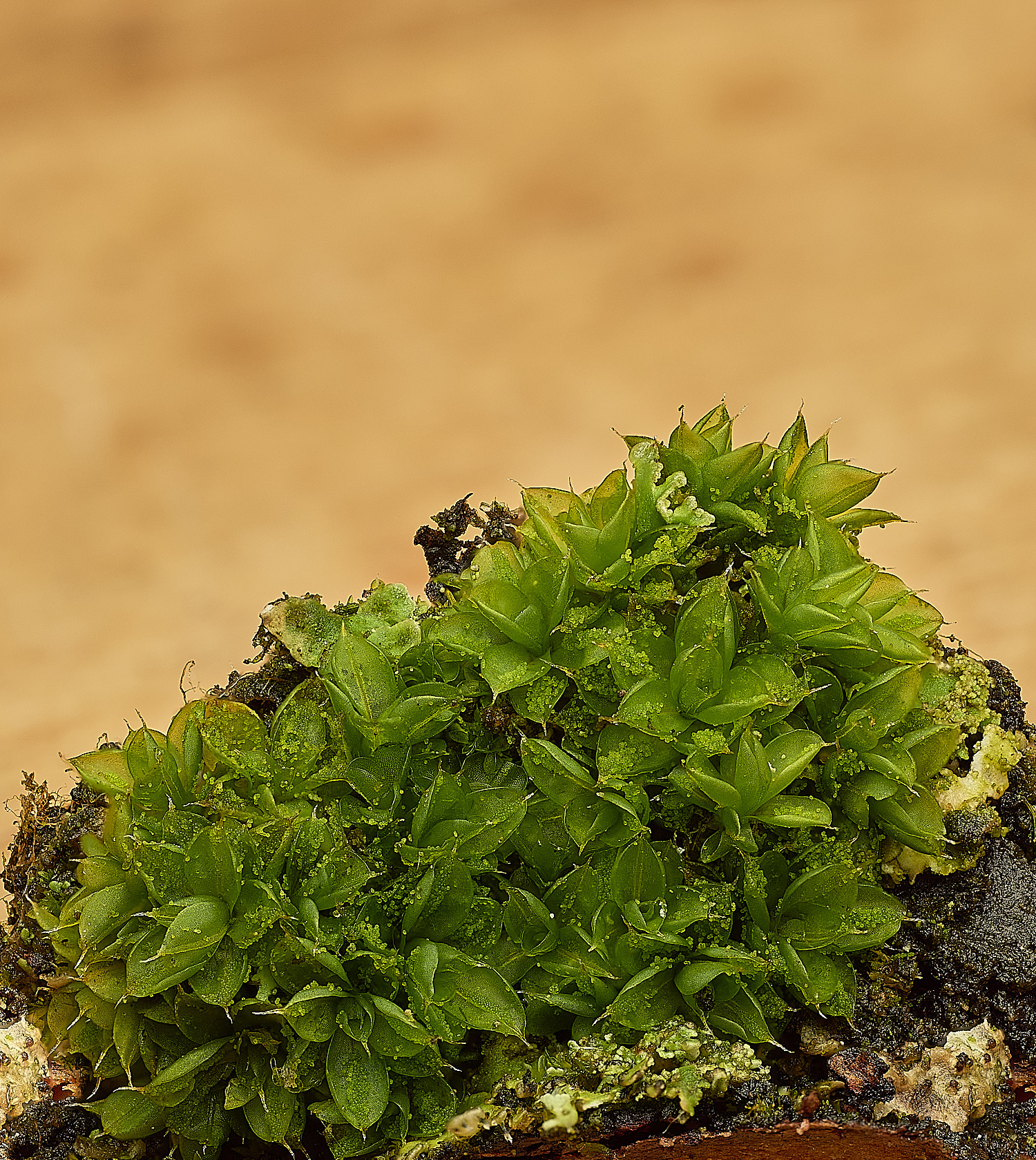 HoughtonSyntrichiapapillosa080226-1 1