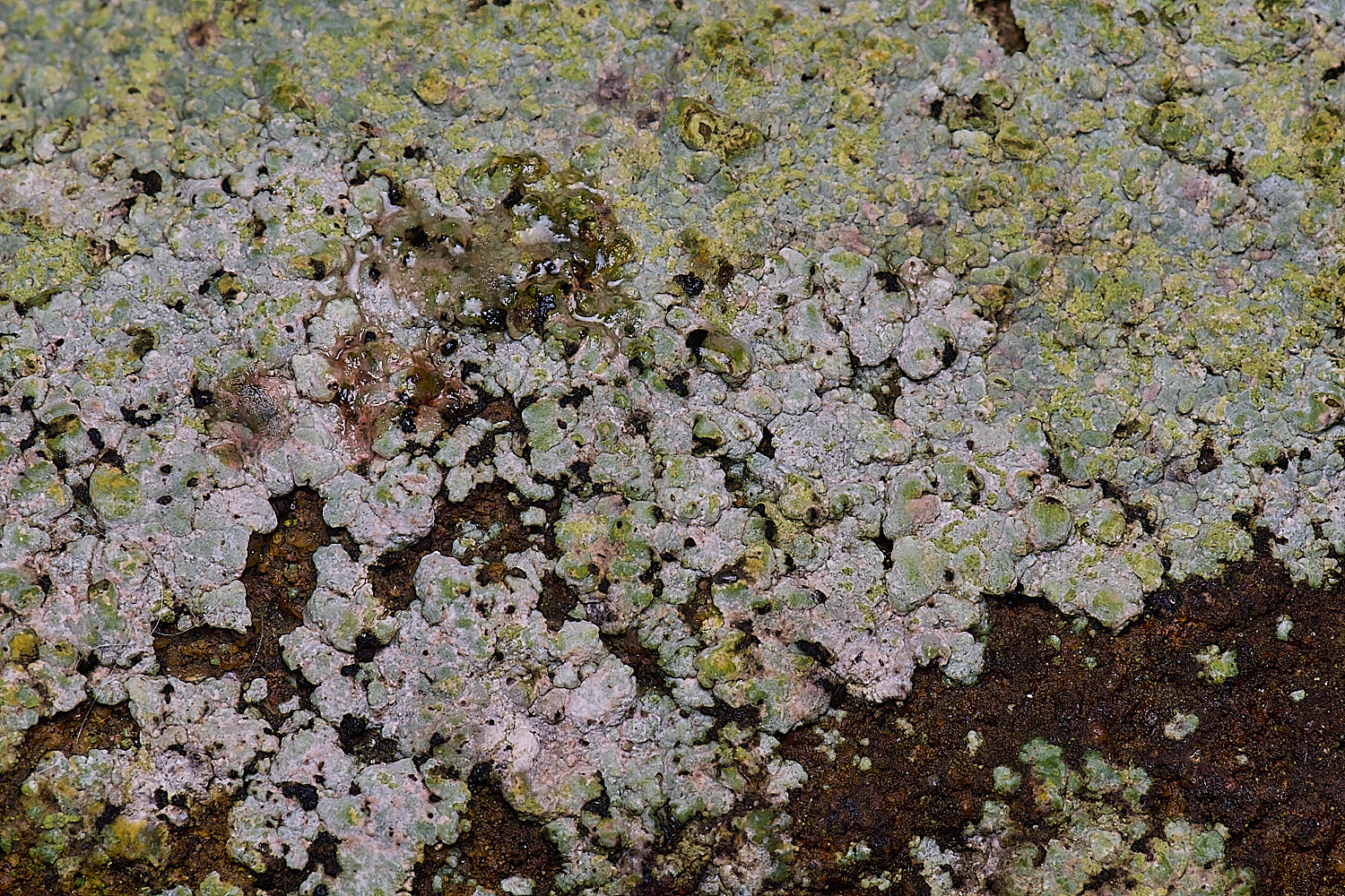 HoughtonTrapeliacoarctata080226-1