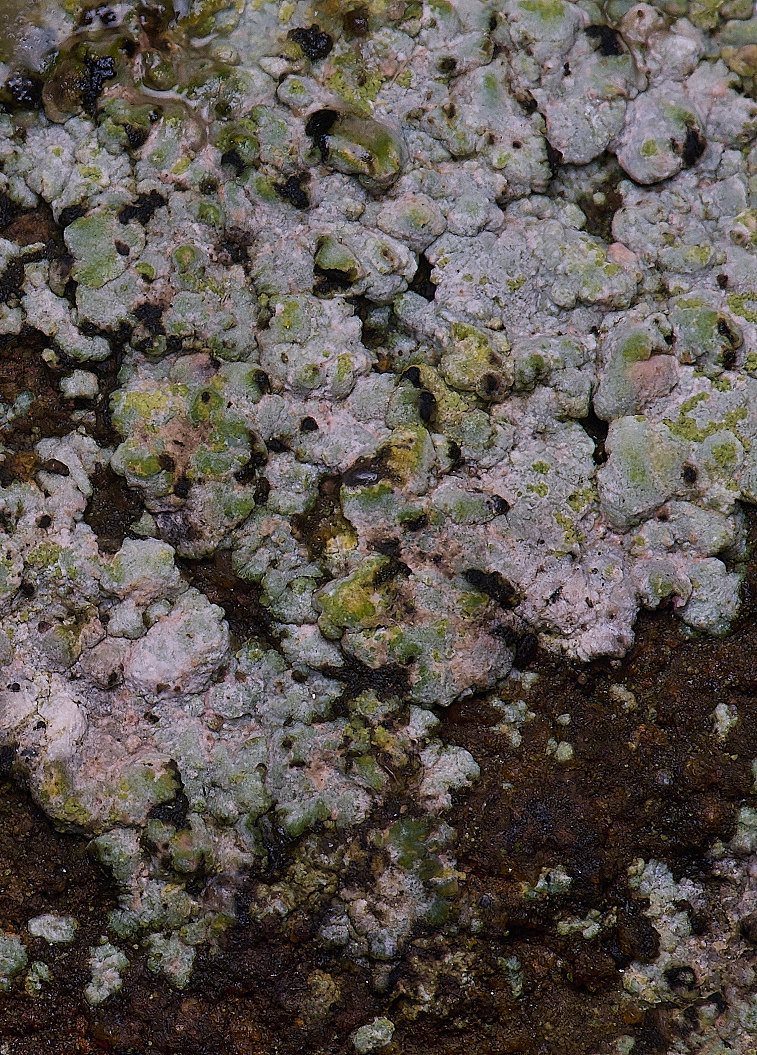 HoughtonTrapeliacoarctata080226-2