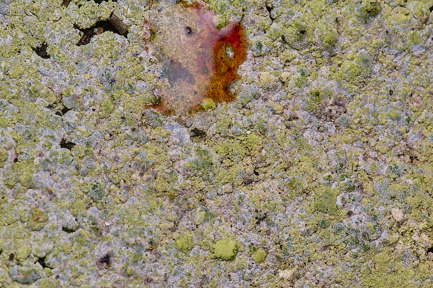 HoughtonTrapeliacoarctata080226-3