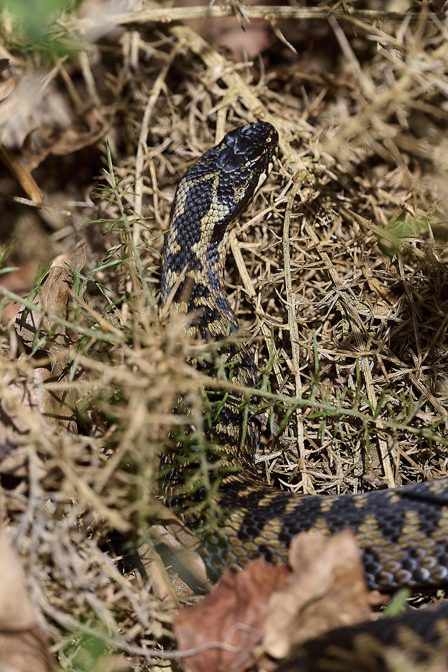 KellingHeathAdder110326-10