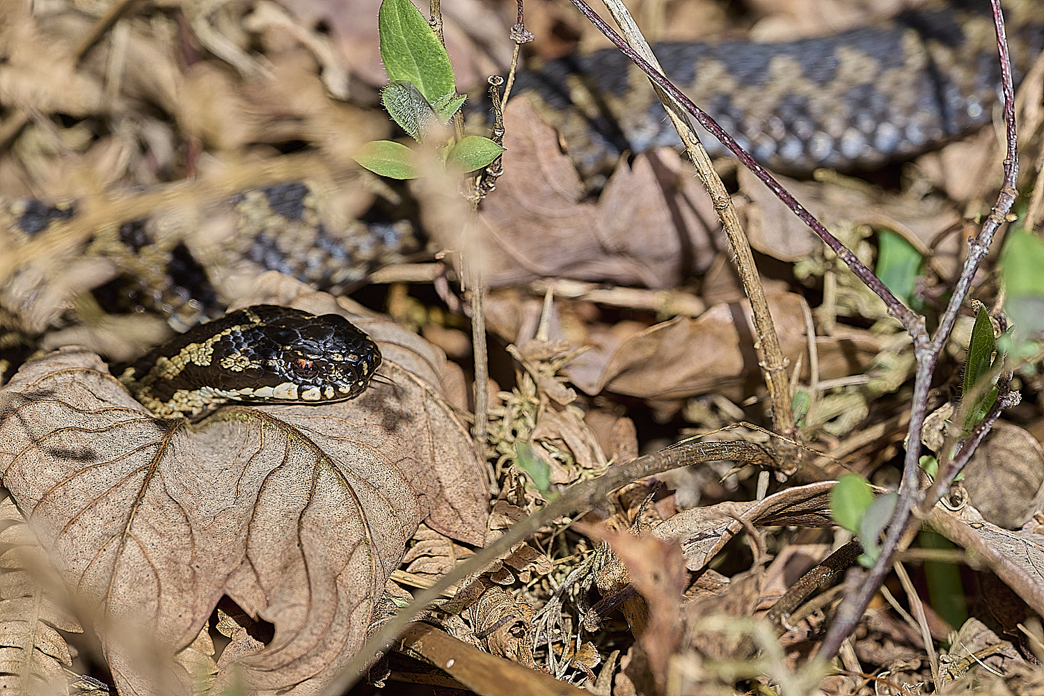 KellingHeathAdder110326-3