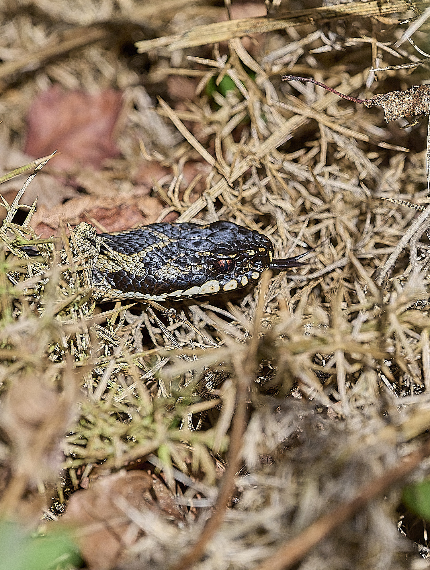 KellingHeathAdder110326-4