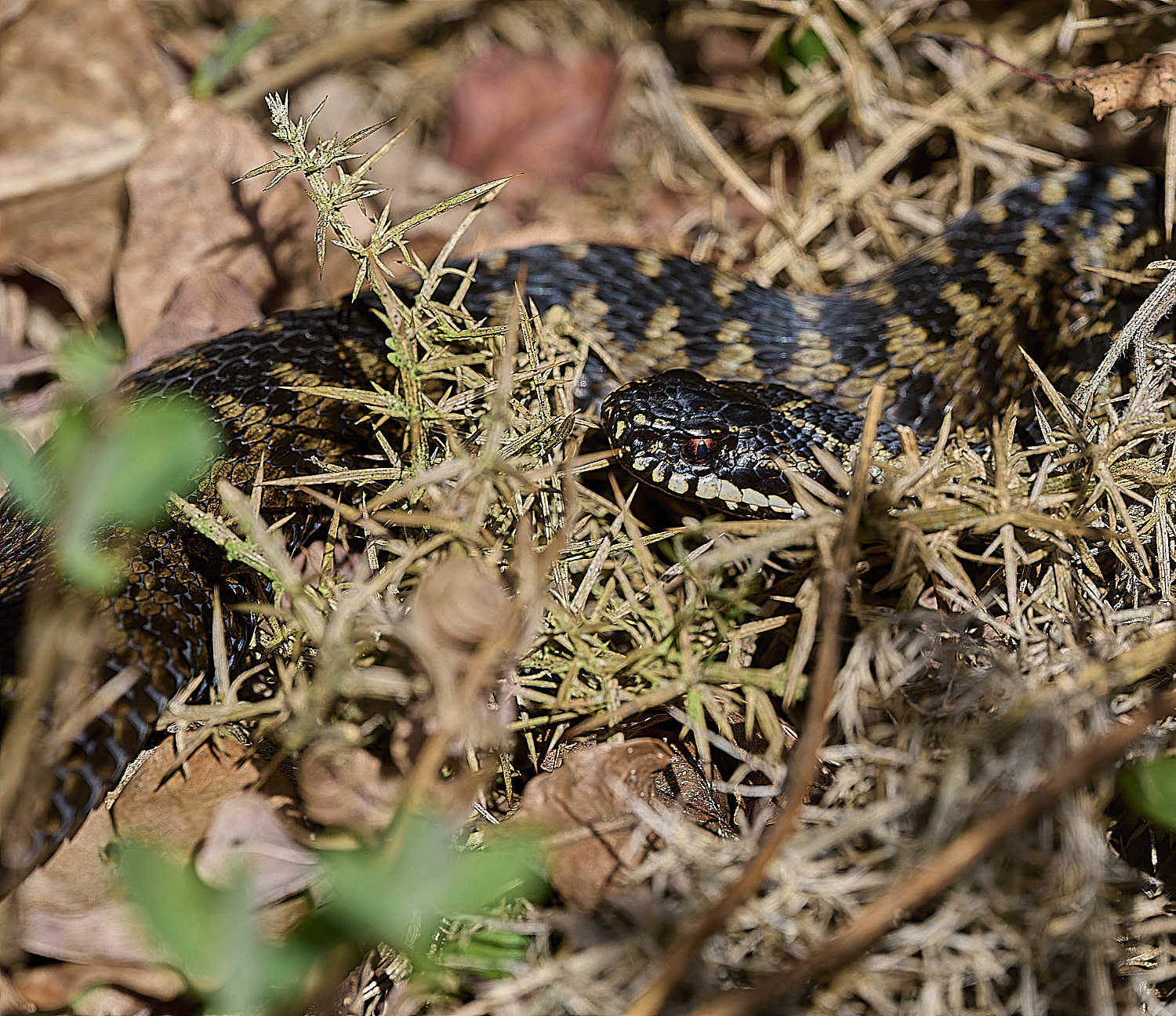 KellingHeathAdder110326-7