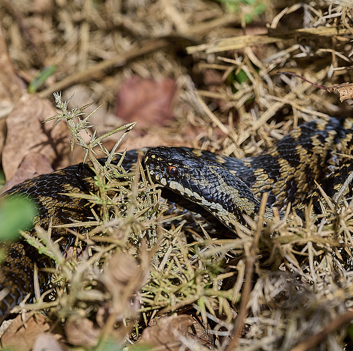 KellingHeathAdder110326-8