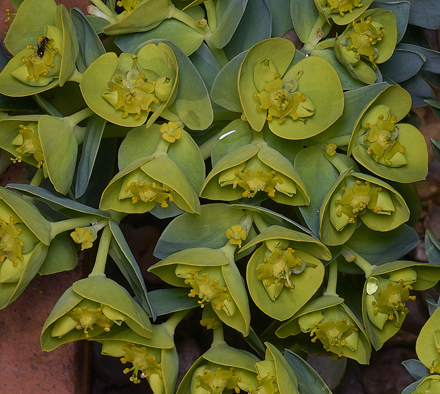 LittlePlumsteadEuphorbiamyrsinites190326-1