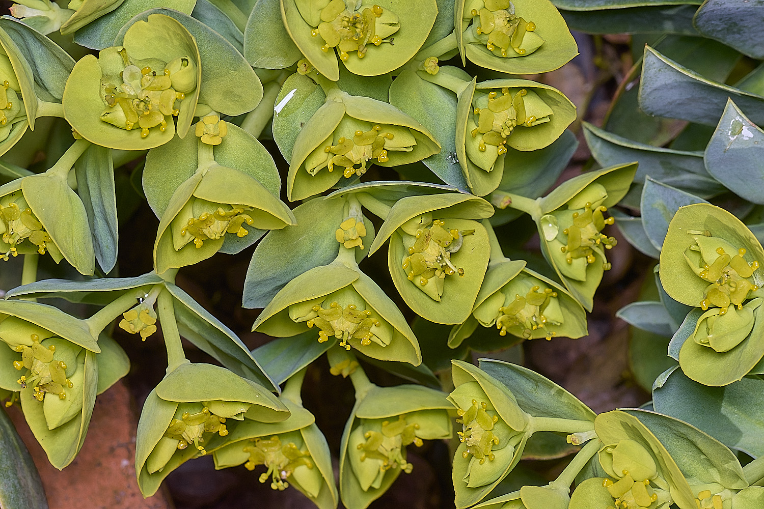 LittlePlumsteadEuphorbiamyrsinites190326-2