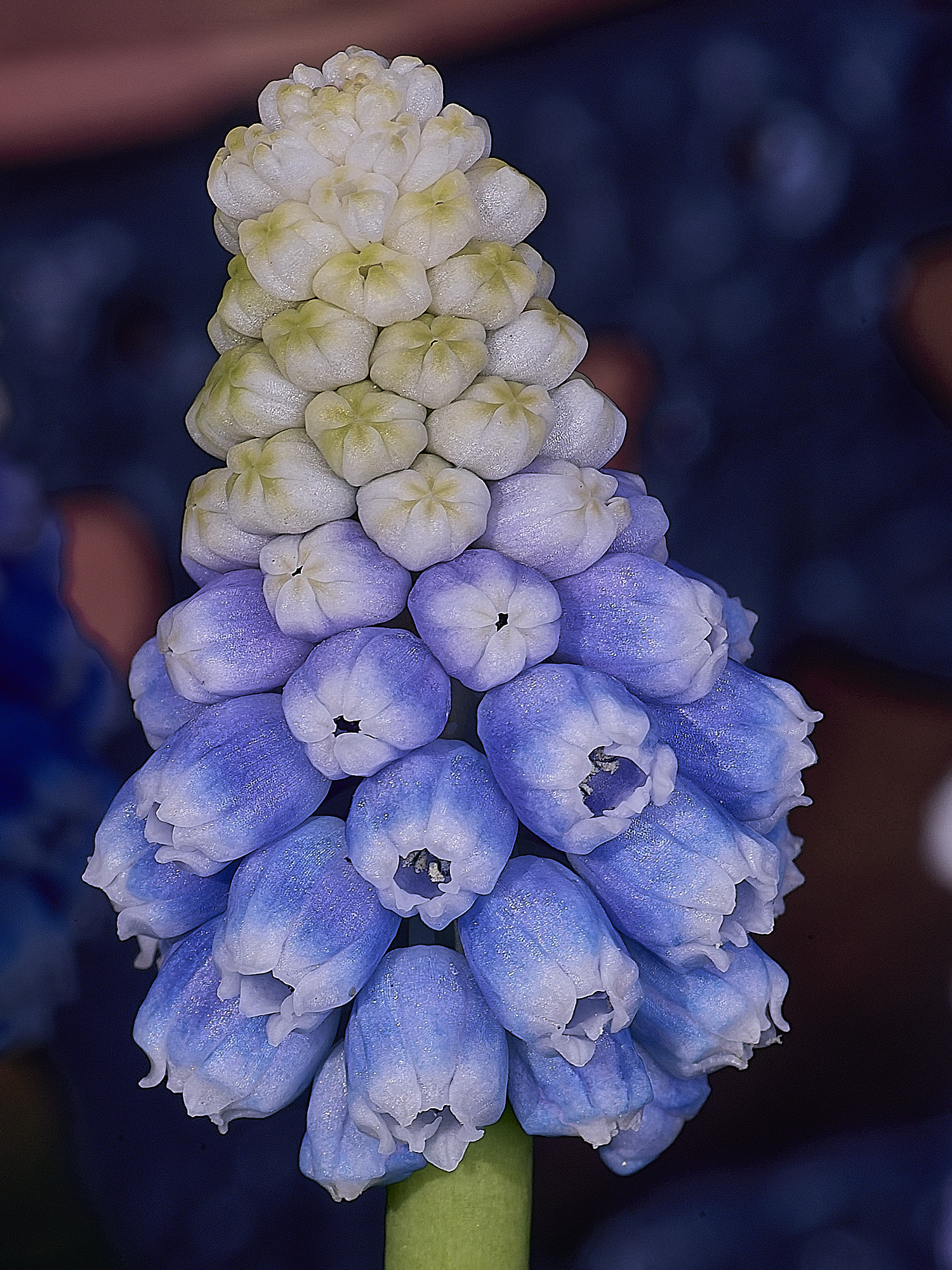 LittlePlumsteadGardenMuscari190326-3