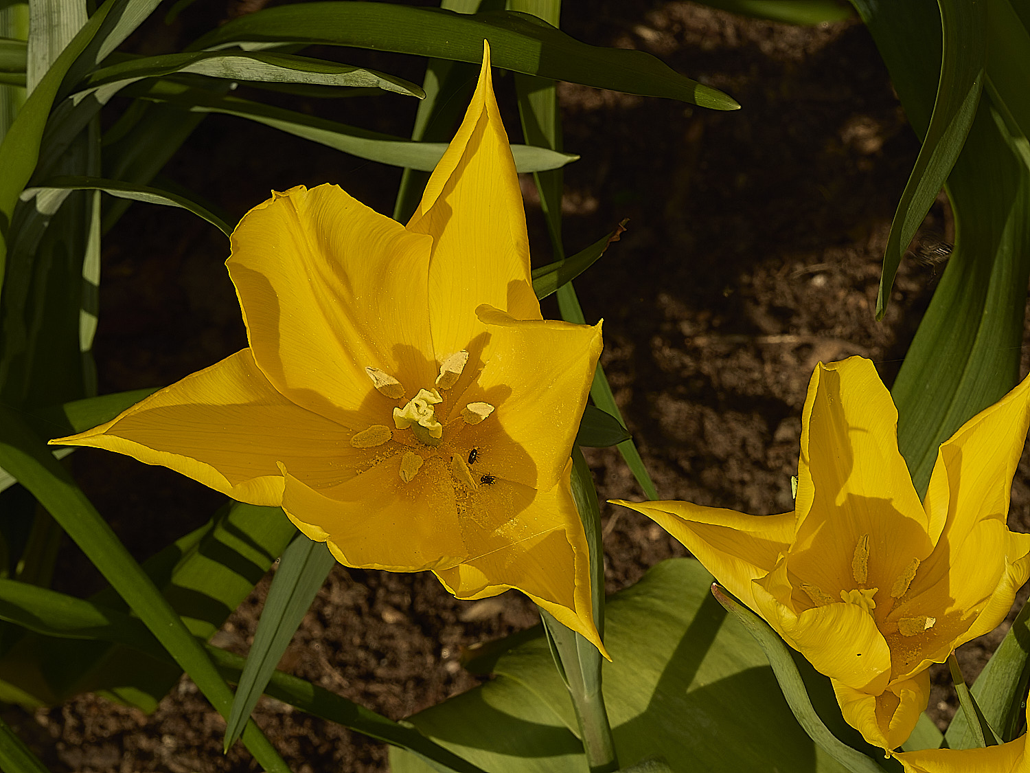 LittlePlumsteadTulips190326-1