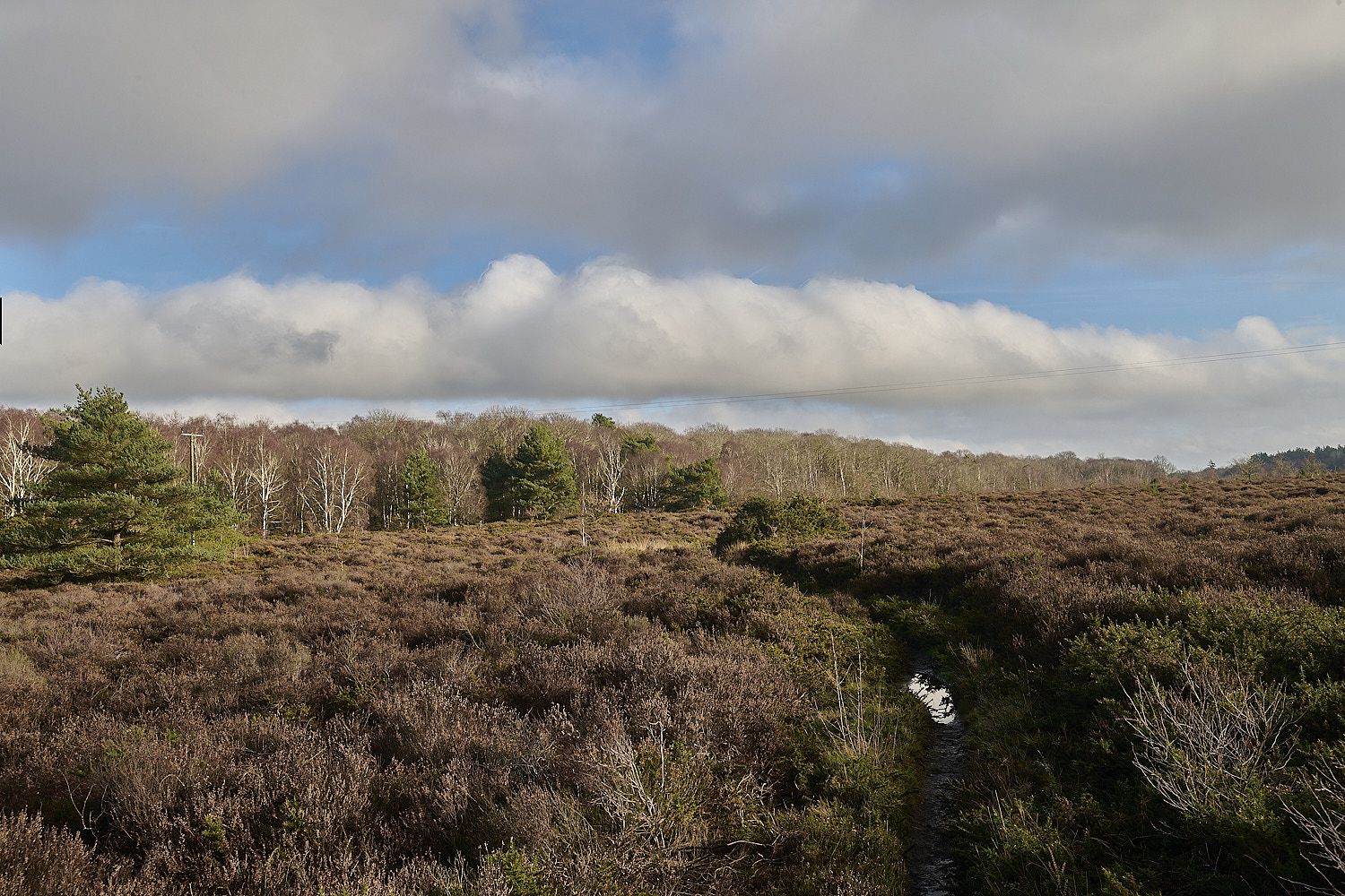 MarshamHeath150126-1