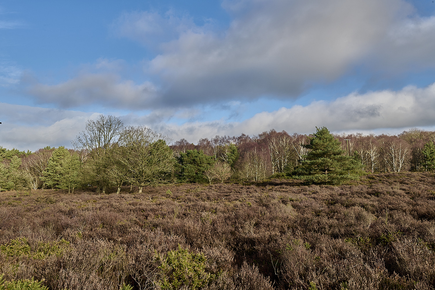 MarshamHeath150126-2