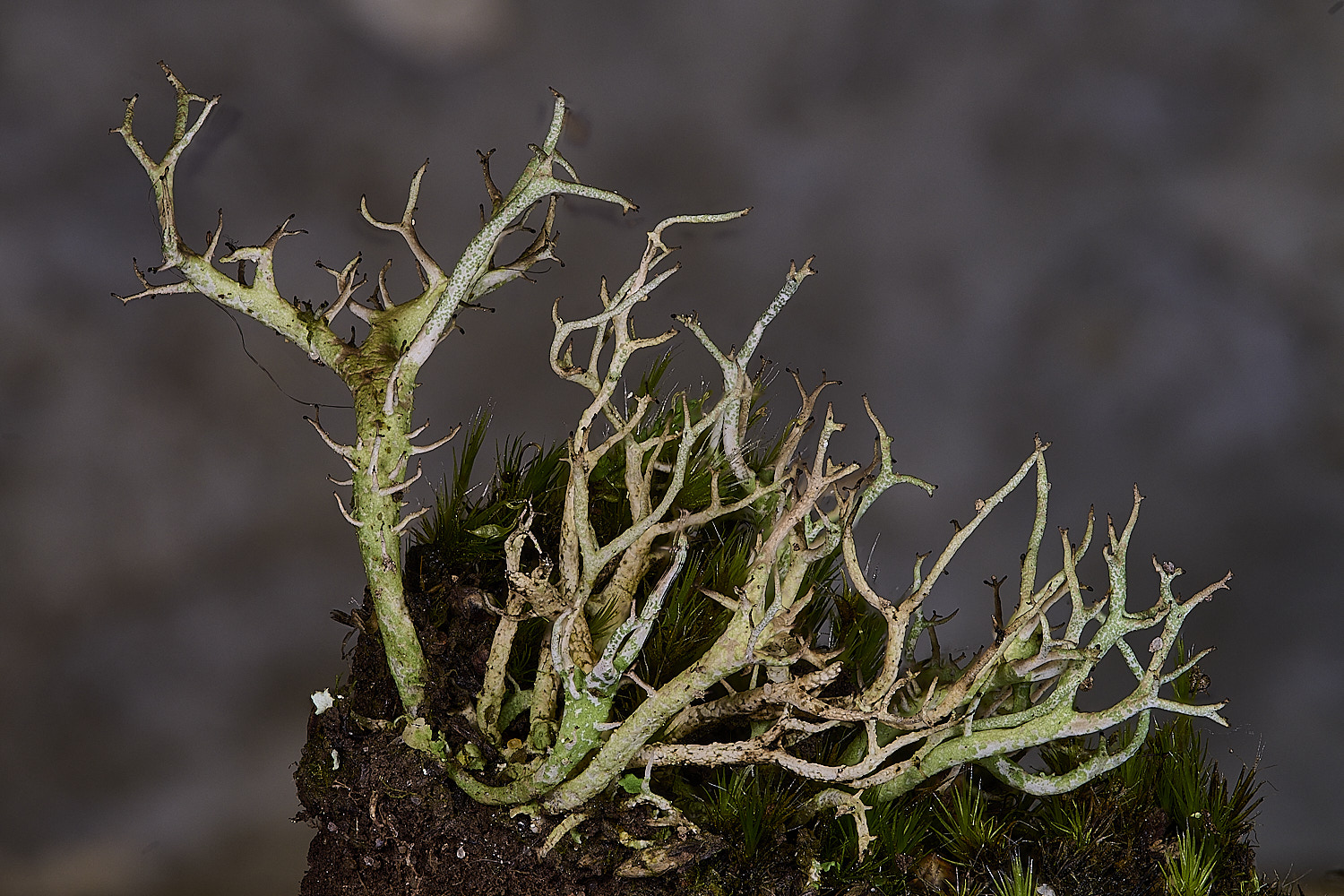 MarshamHeathCladonia2150126-1