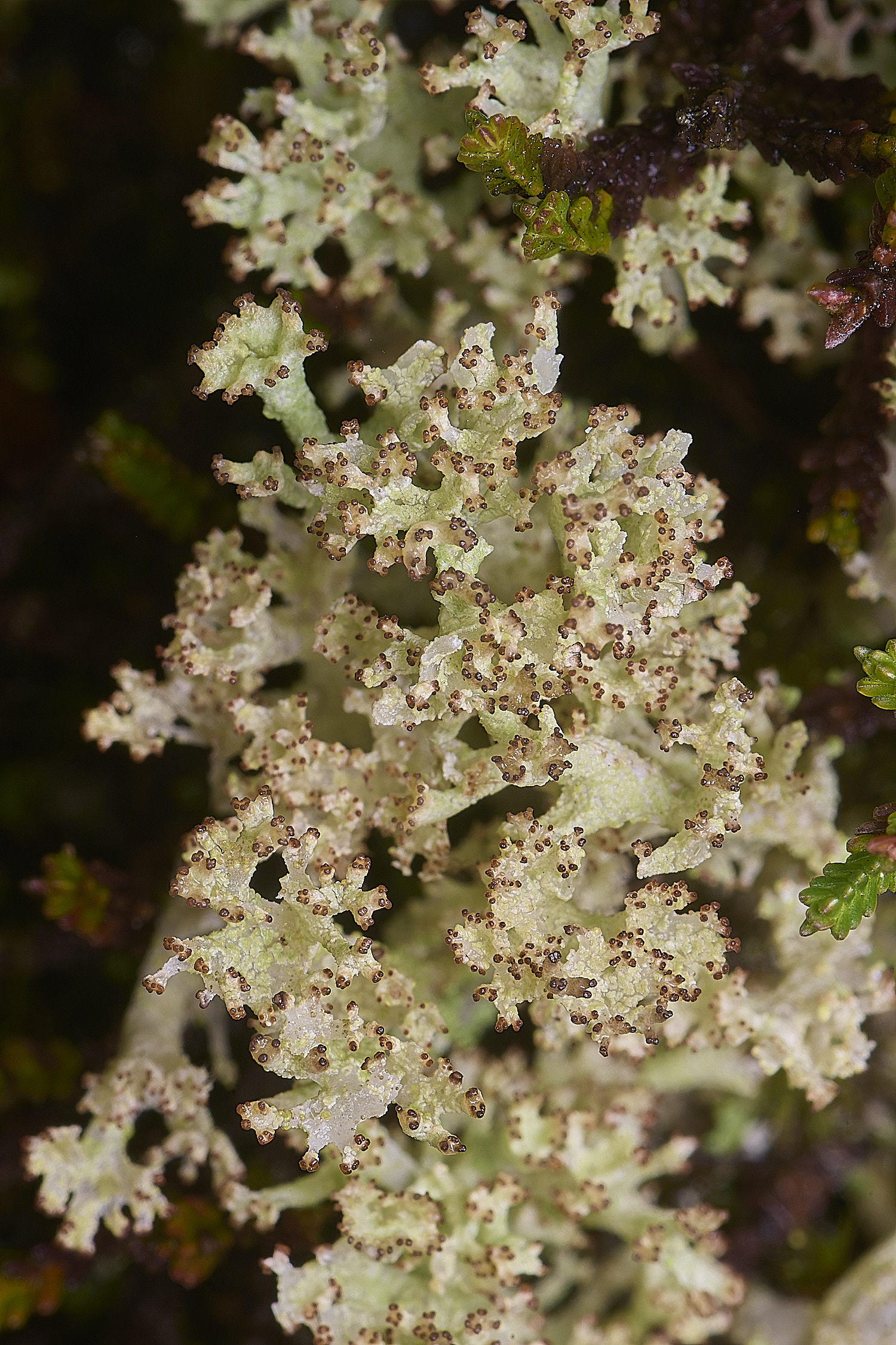 MarshamHeathCladonia3150126-1