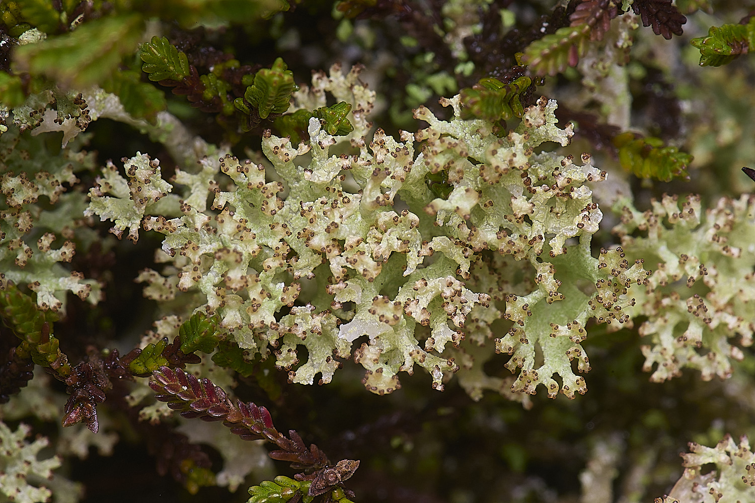 MarshamHeathCladonia3150126-2