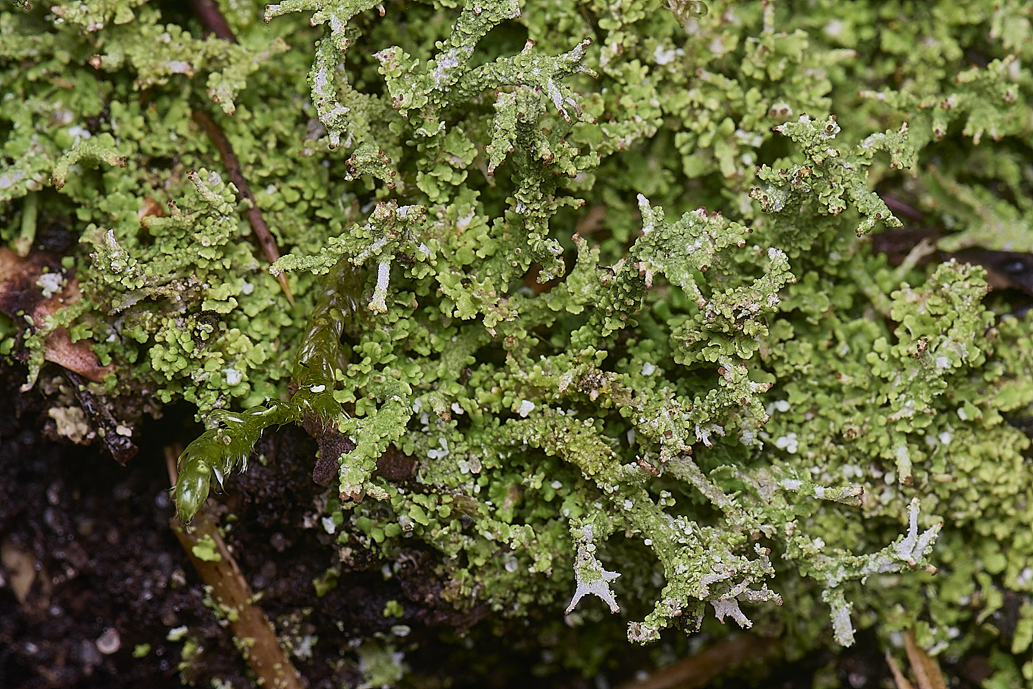 MarshamHeathCladonia5150126-1