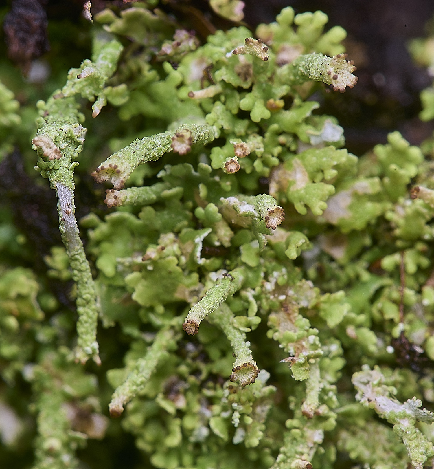 MarshamHeathCladonia5150126-3