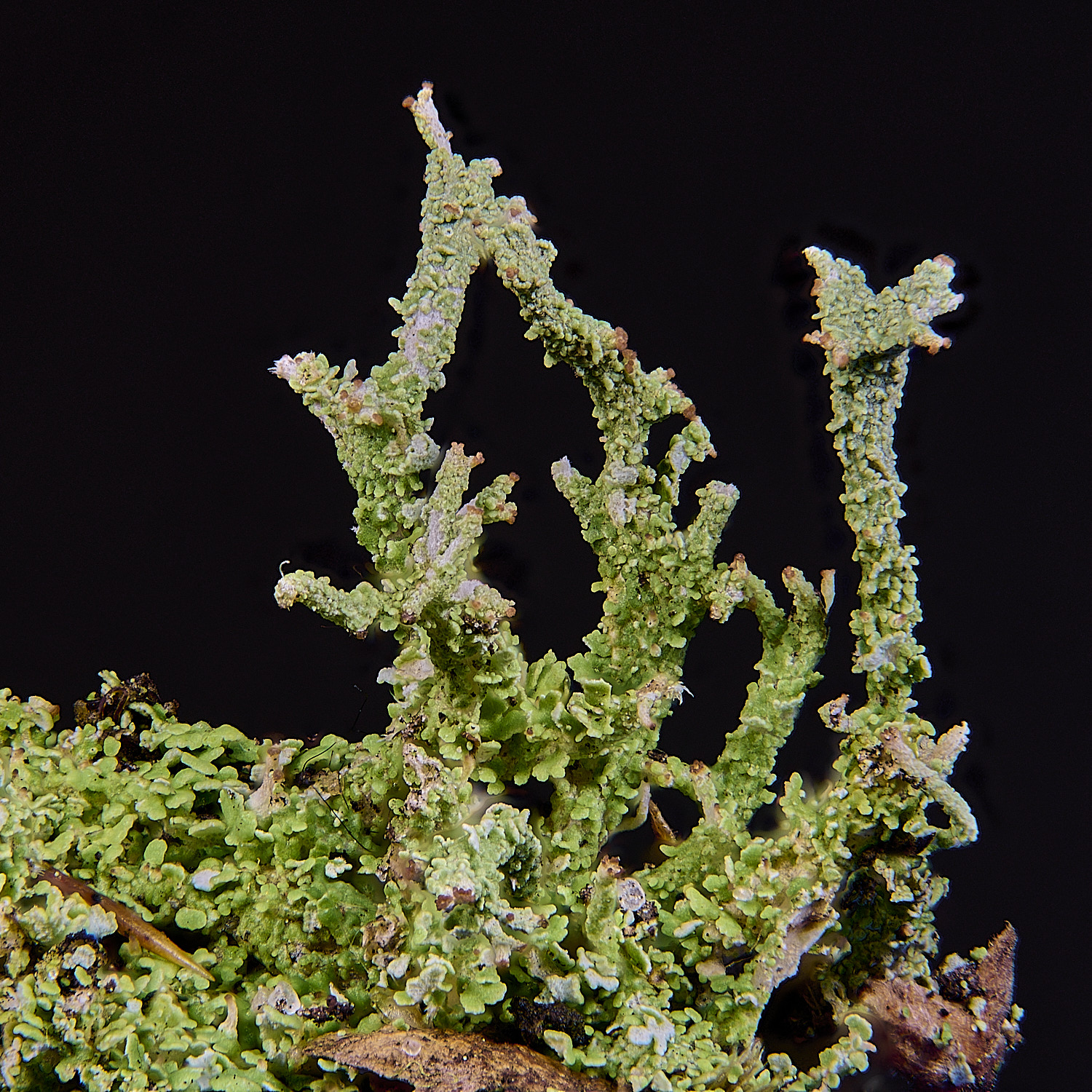 MarshamHeathCladonia5150126-4