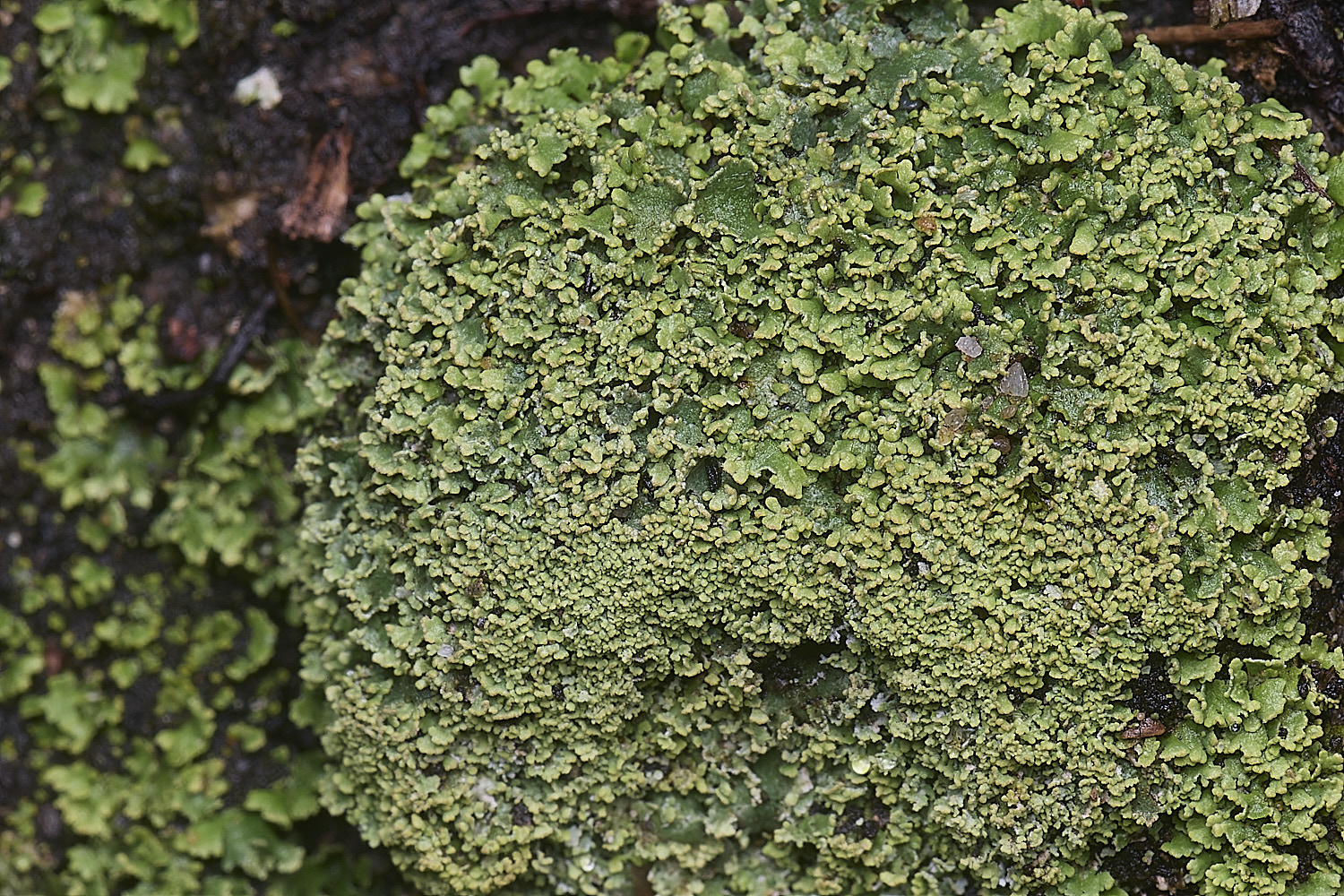 MarshamHeathCladonia9150126-3
