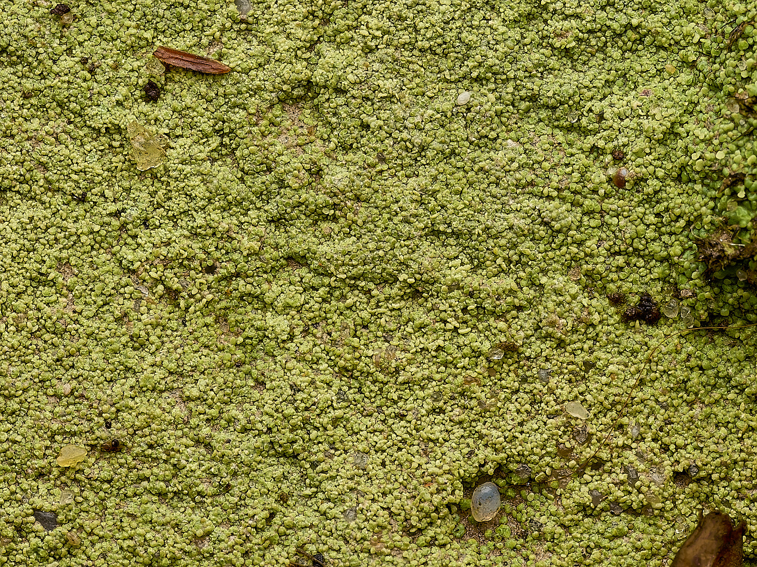 MarshamHeathCrustosesp070226-1