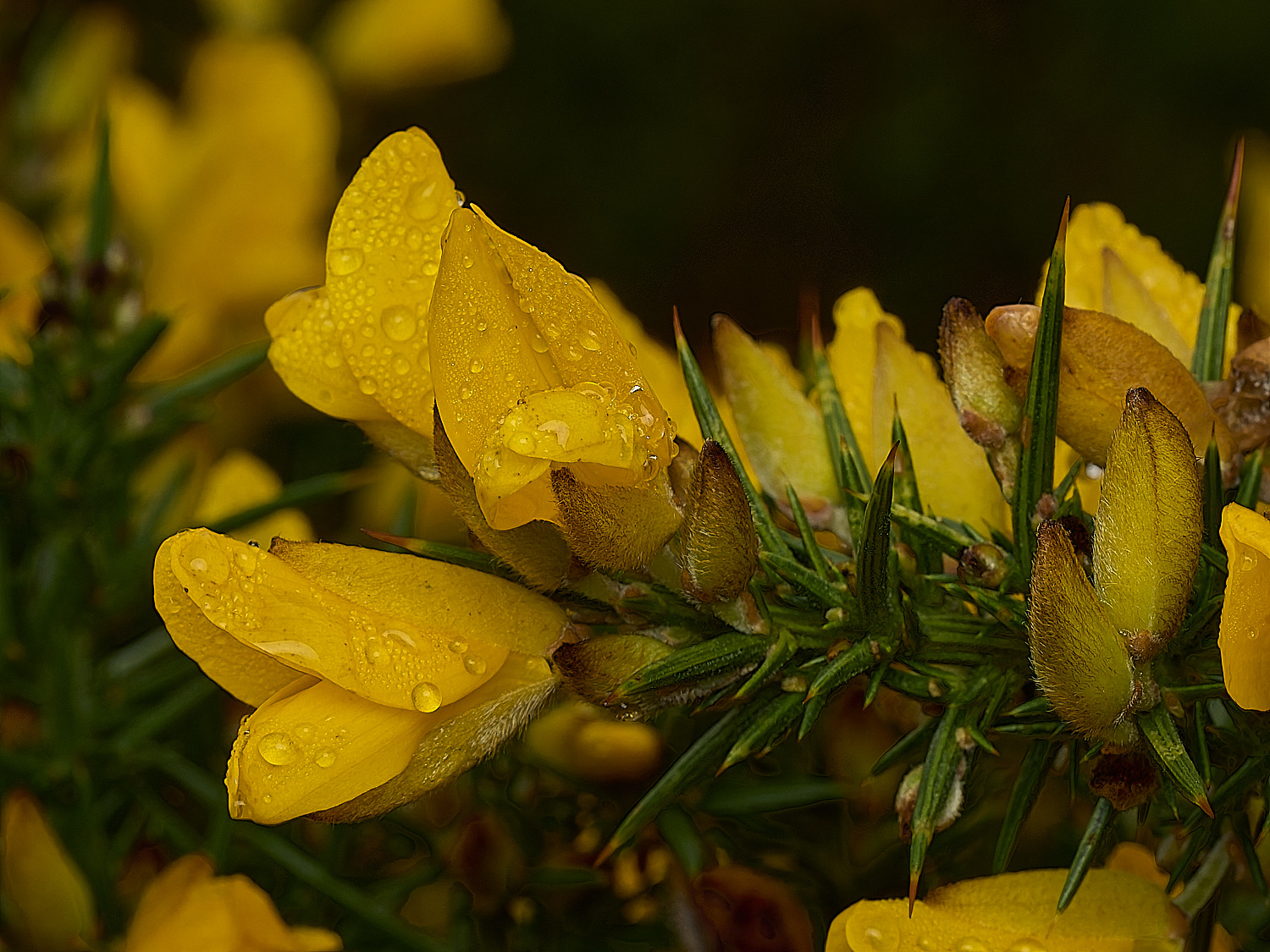 MarshamHeathGorse070226-2
