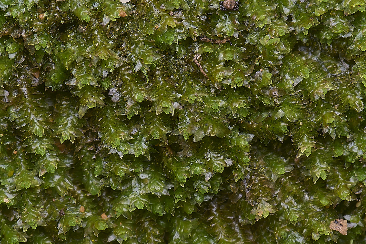 MarshamHeathWhiteEarwort150126-1