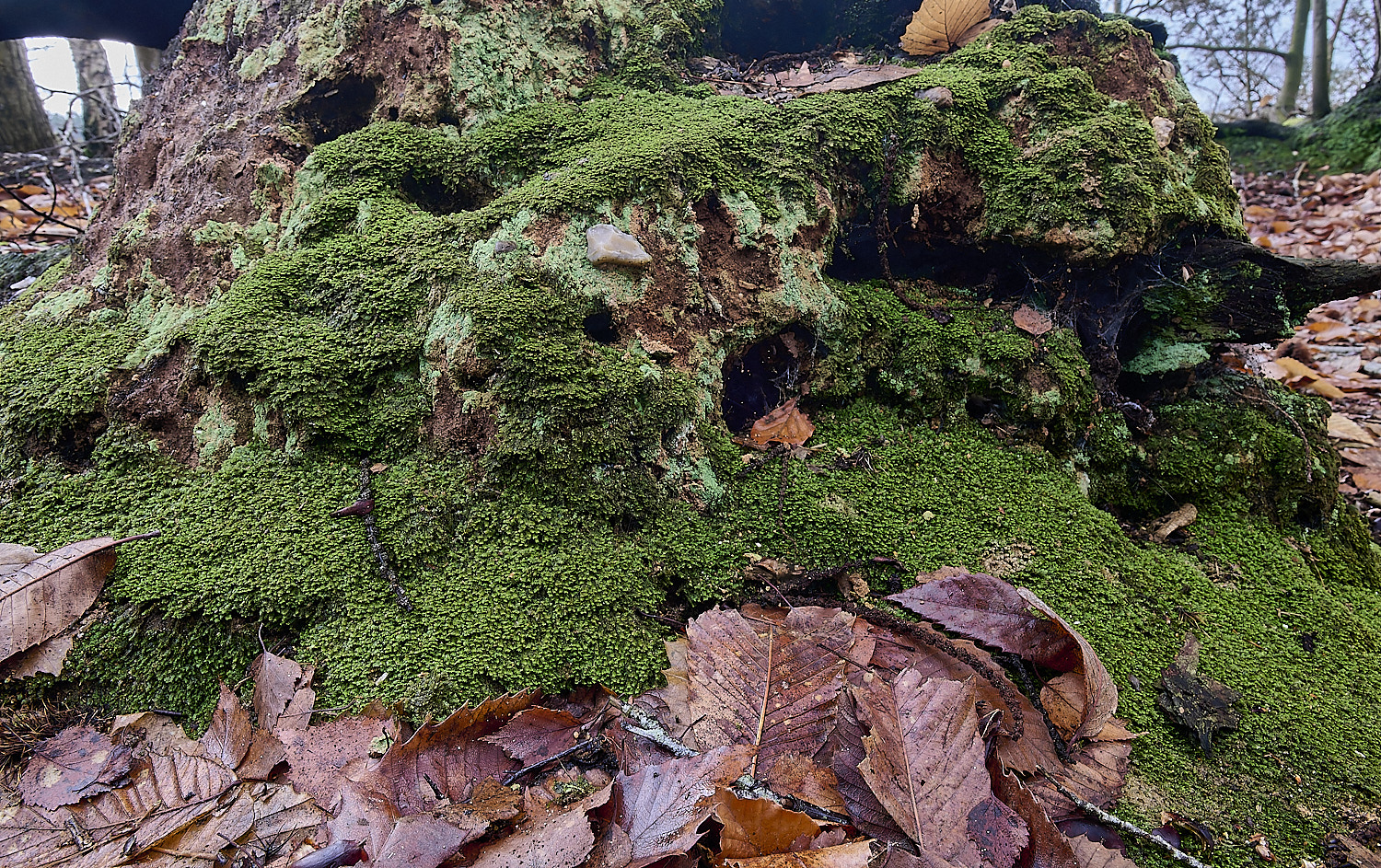 MarshamHeathWhiteEarwort150126-2
