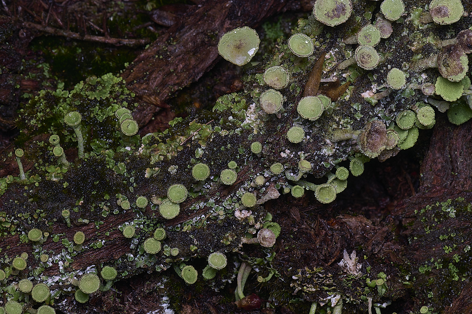 MarshanHeathCfimbriata150126-1