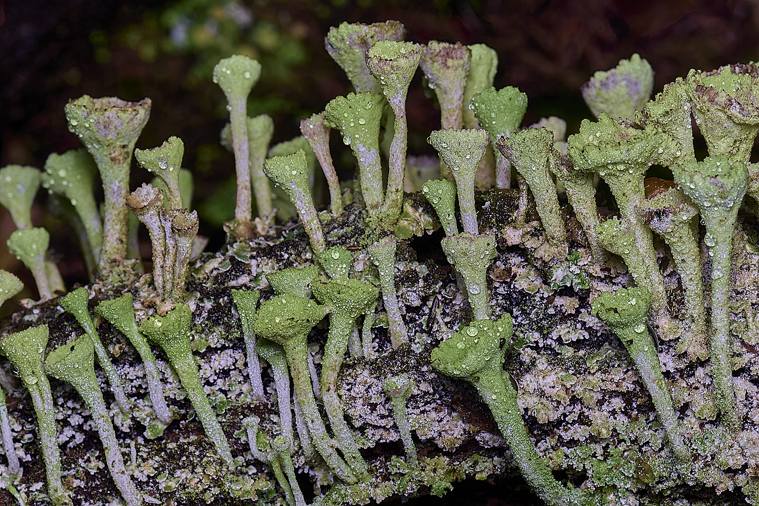 MarshanHeathCfimbriata150126-3