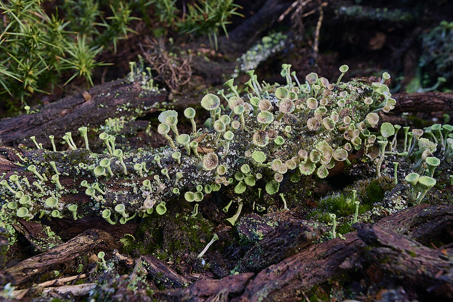 MarshanHeathCfimbriata150126-4