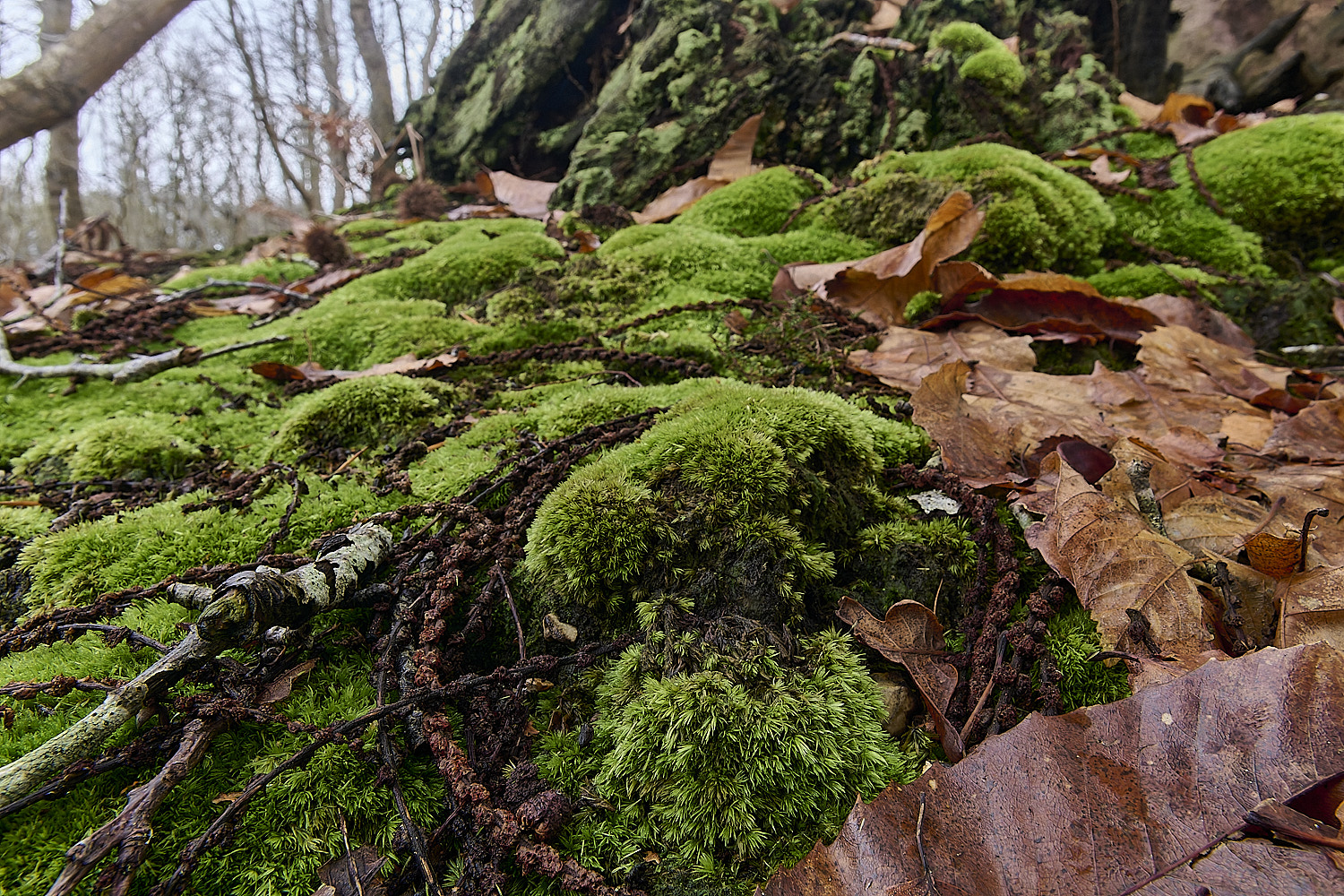 MarshanHeathLeucobriumglaucum150126-2