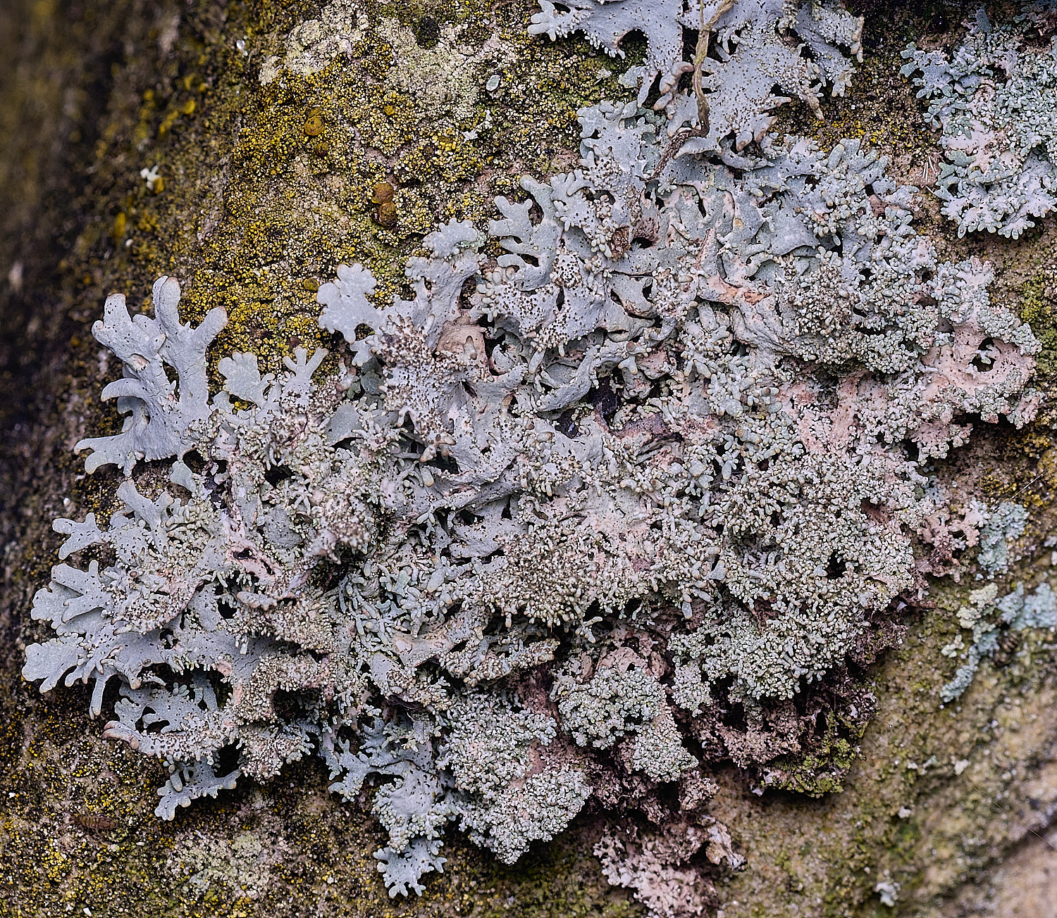 NectonPseudeverniafurfuracea290326-11