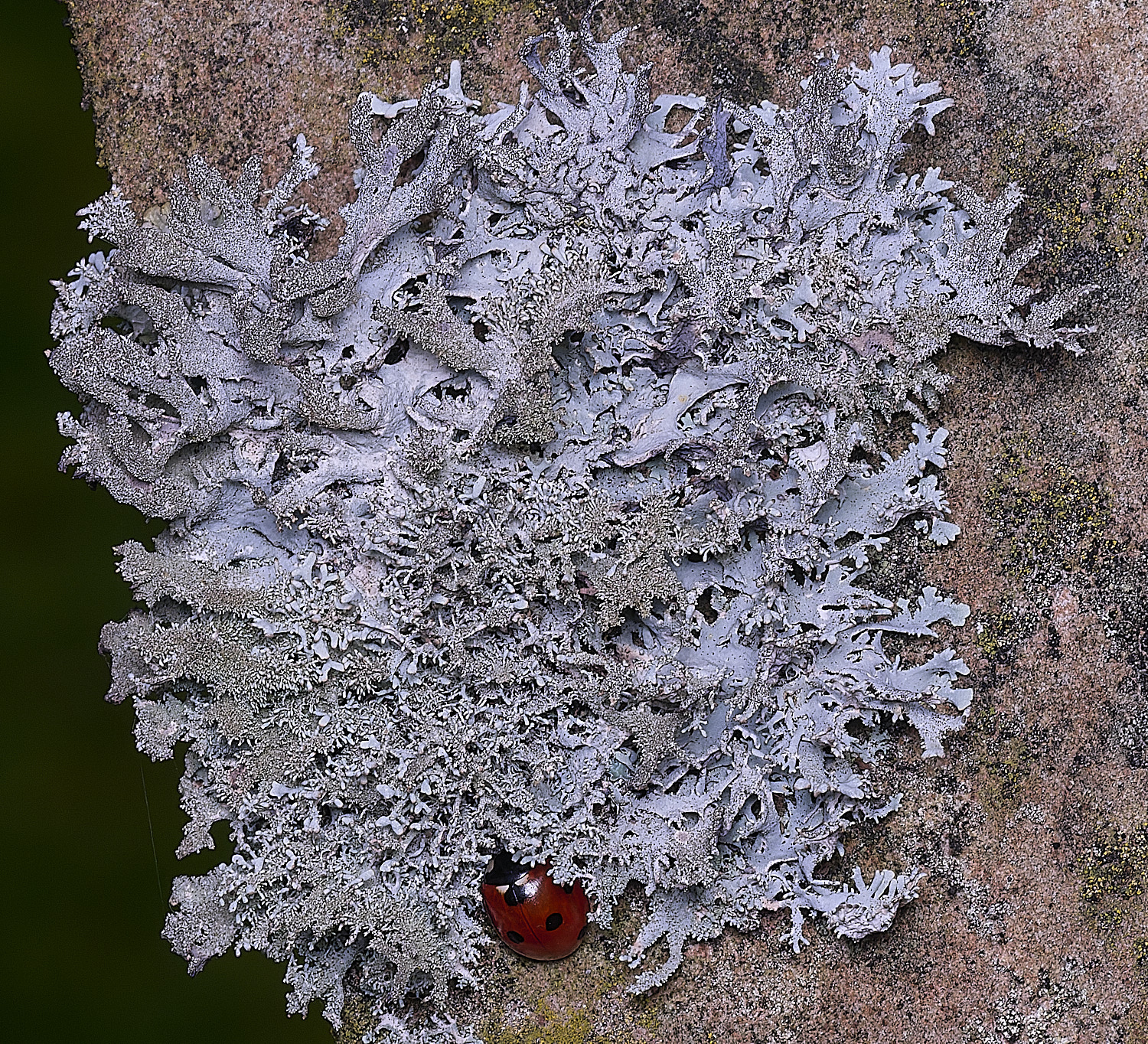 NectonPseudeverniafurfuracea290326-5