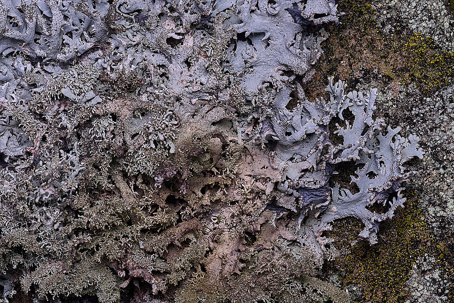 NectonPseudeverniafurfuracea290326-8