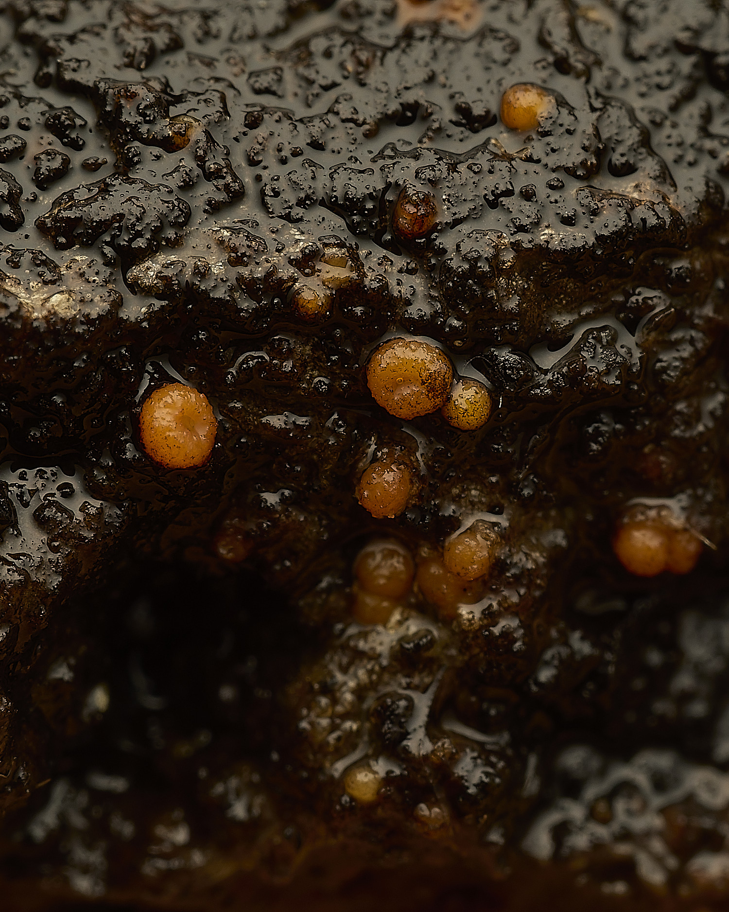 NorfolkWoodZynthiaresinae0526-1