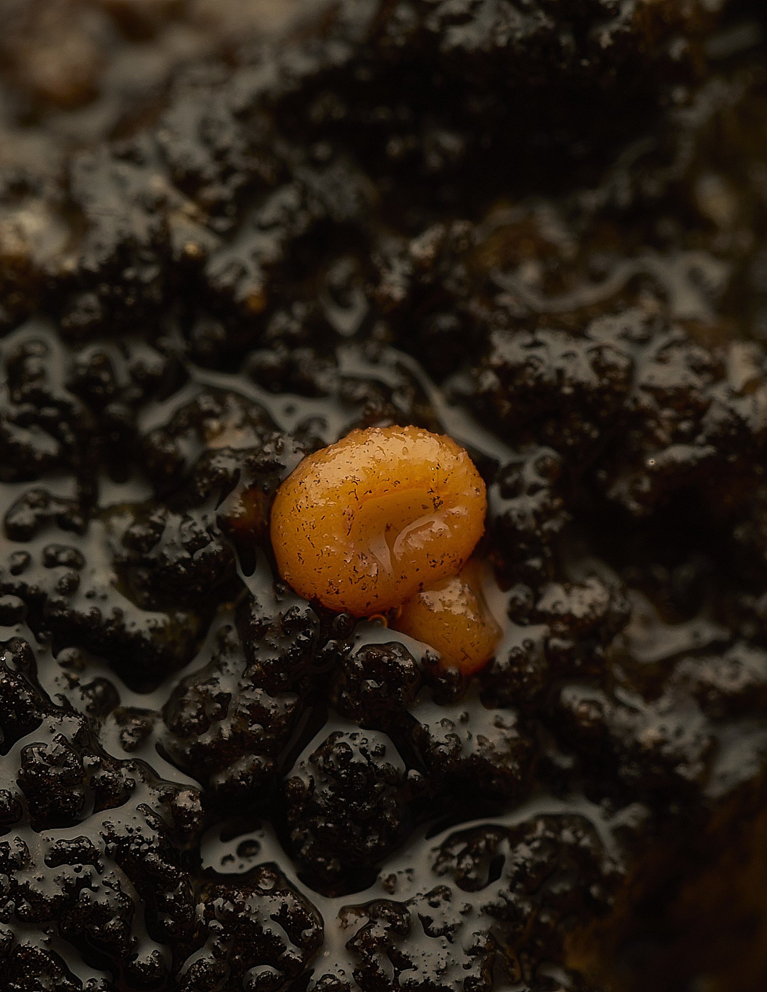 NorfolkWoodZynthiaresinae0526-3