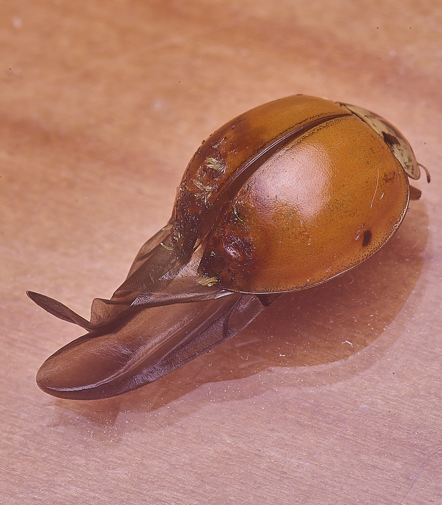 NorwichLadyBird120126-2