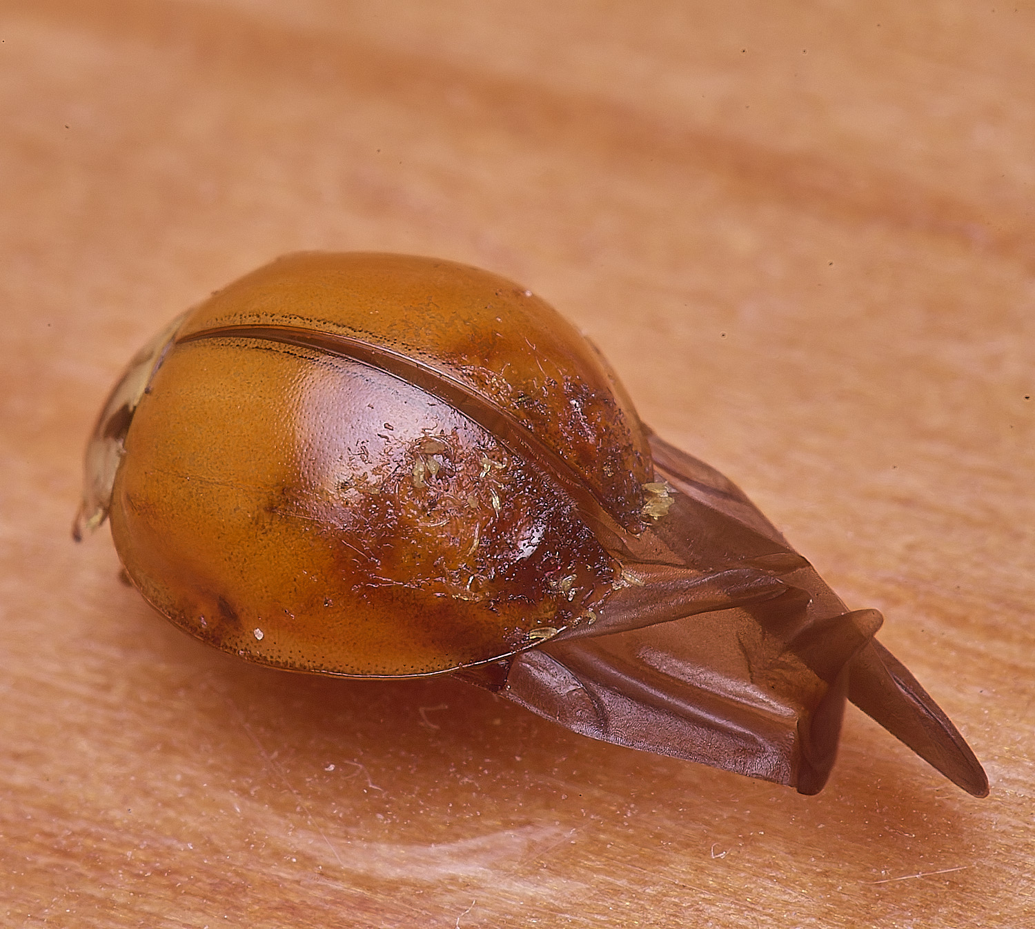 NorwichLadyBird120126-3