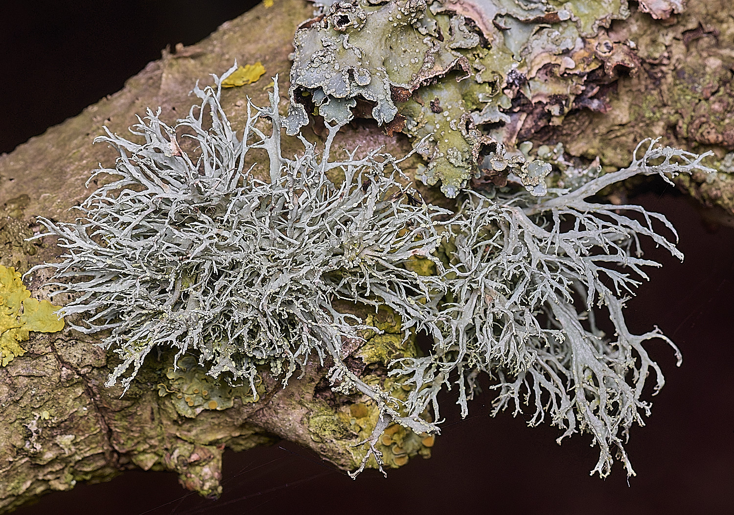 SalthouseHeathfarinacea310326-2